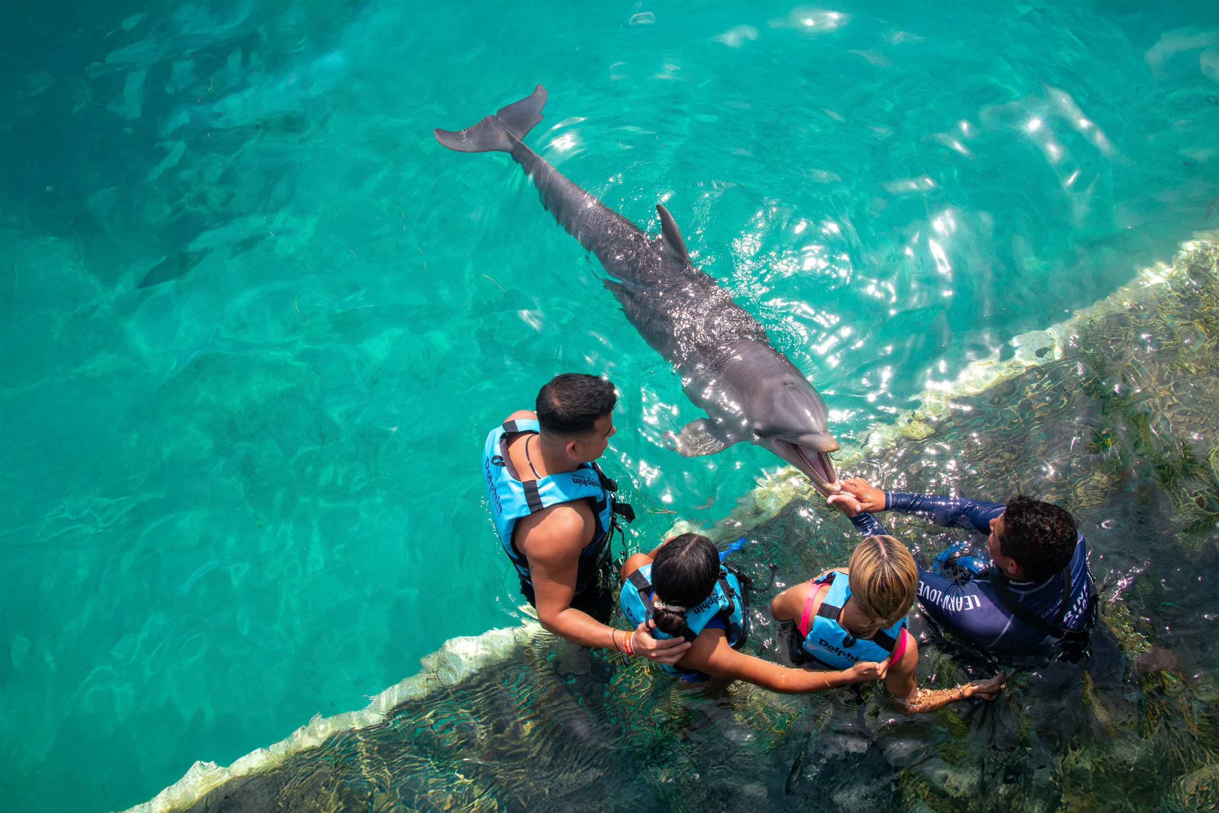 Dolphin_Discovery_2.jpg