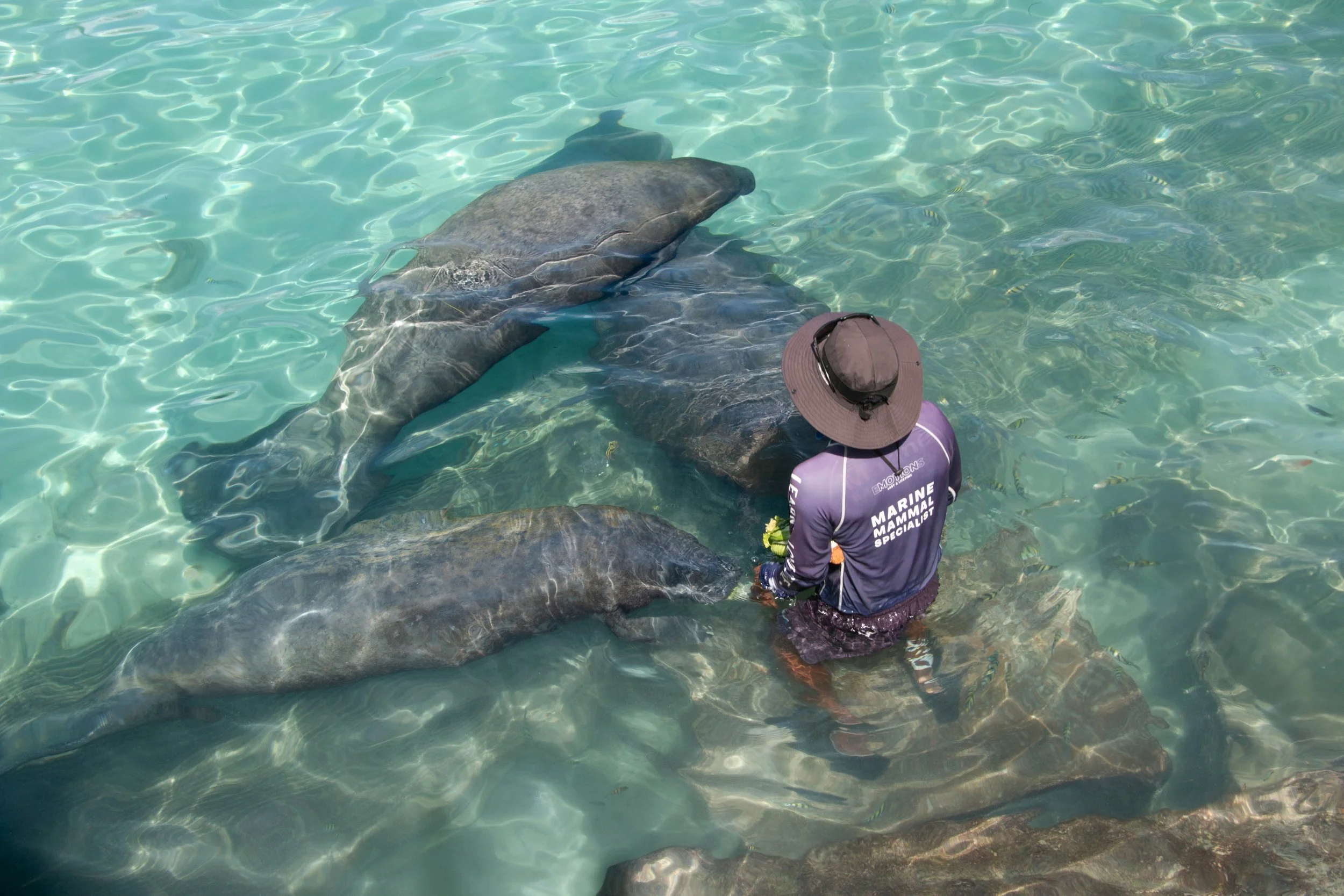 Dolphin Discovery renueva la certificación American Humane para sus hábitats en el Caribe Mexicano