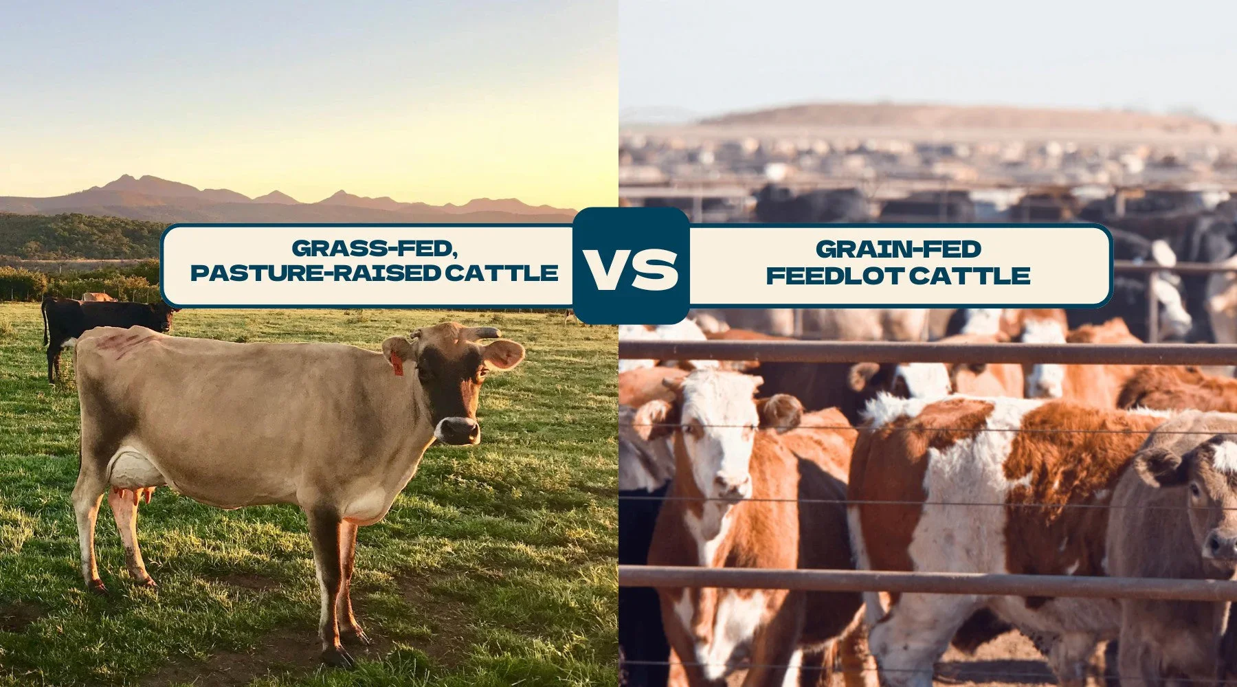 How Foods Are Classified Based on Their Origin (USA)