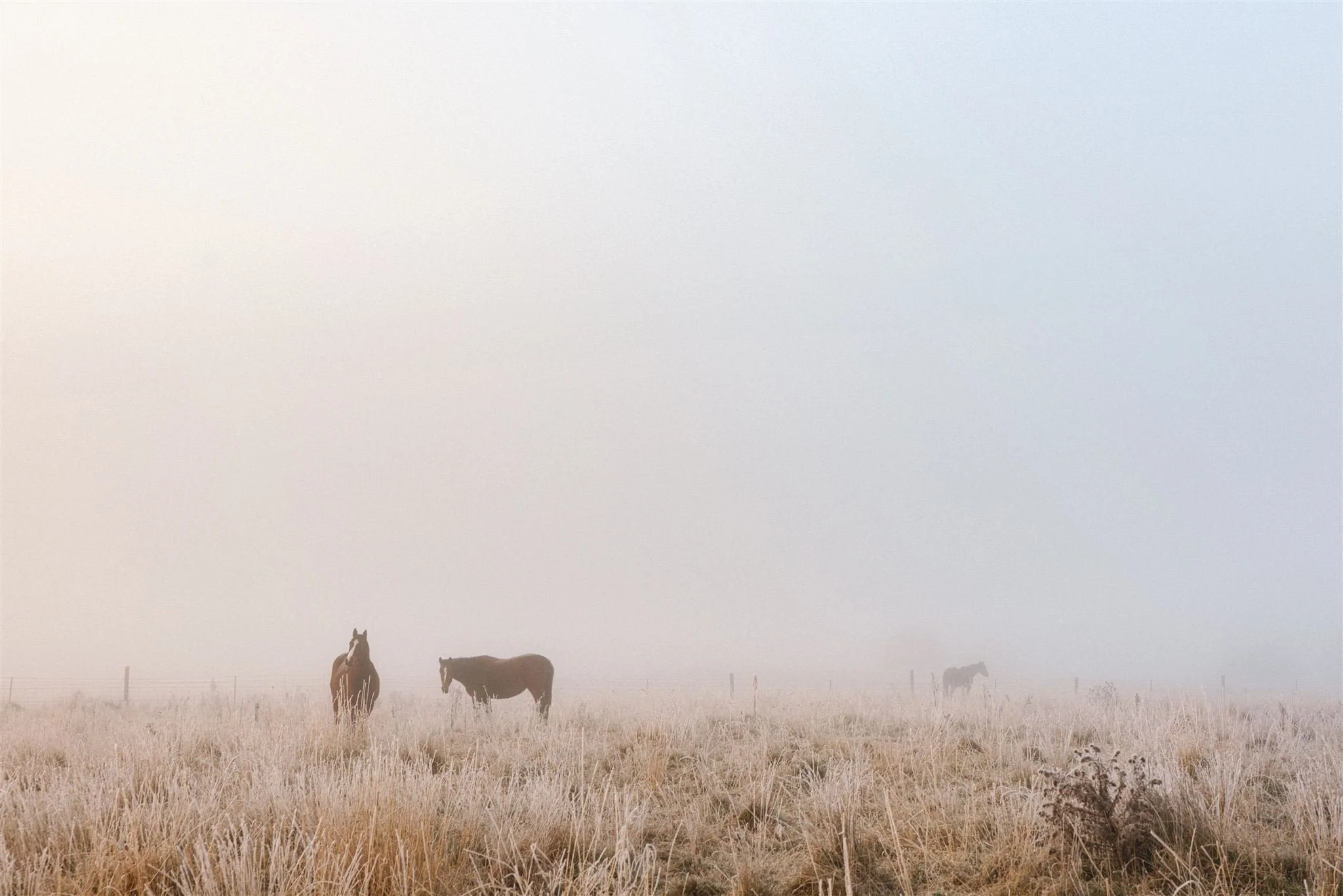 Mona-Farm-Winter-by-Corinna-&-Dylan_011(1659)_websize.jpg