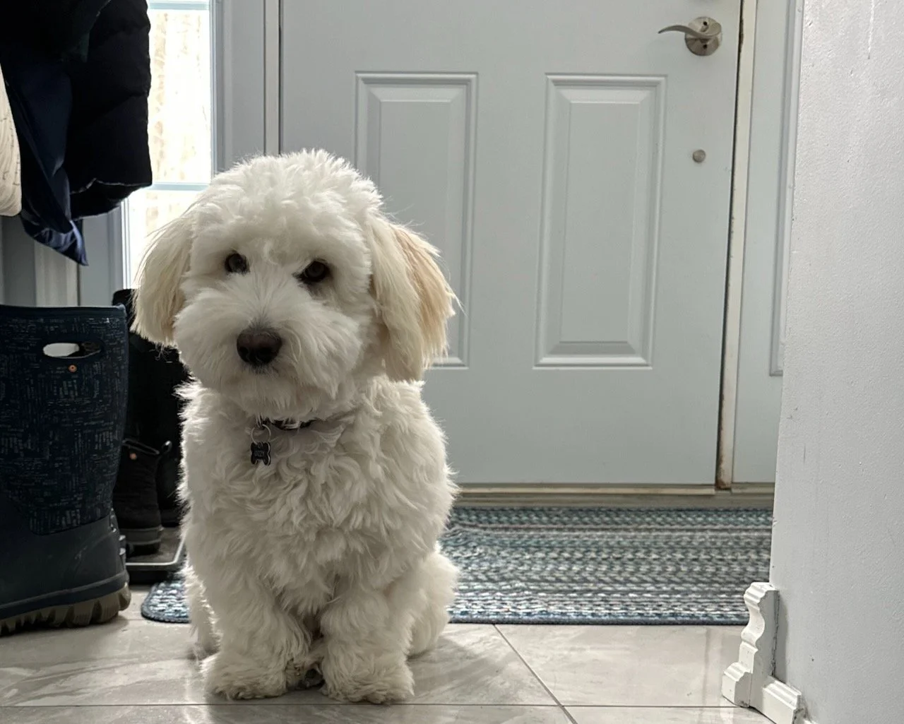 small cute white dog waiting to go for a walk