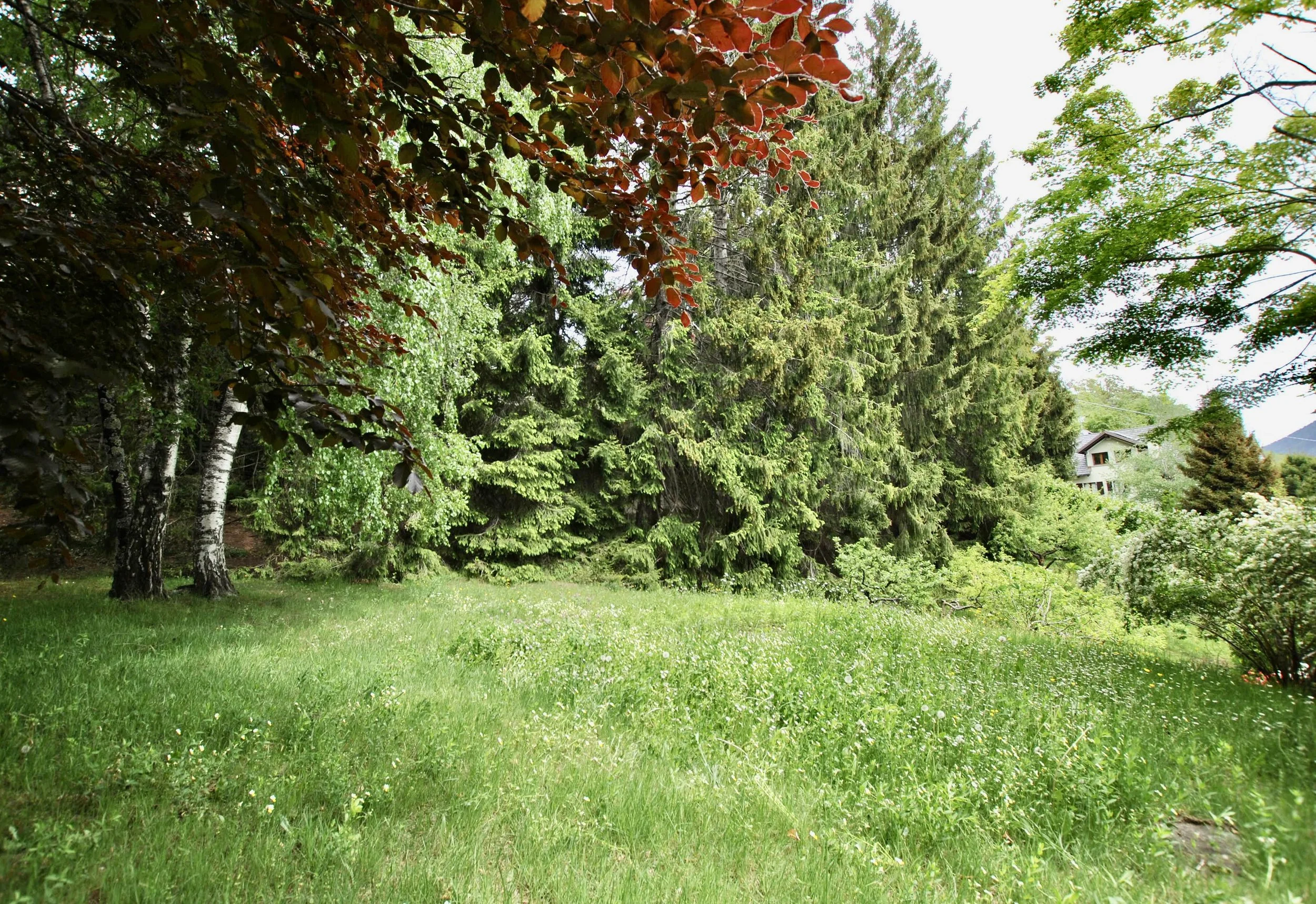 DSC_0099.JPG