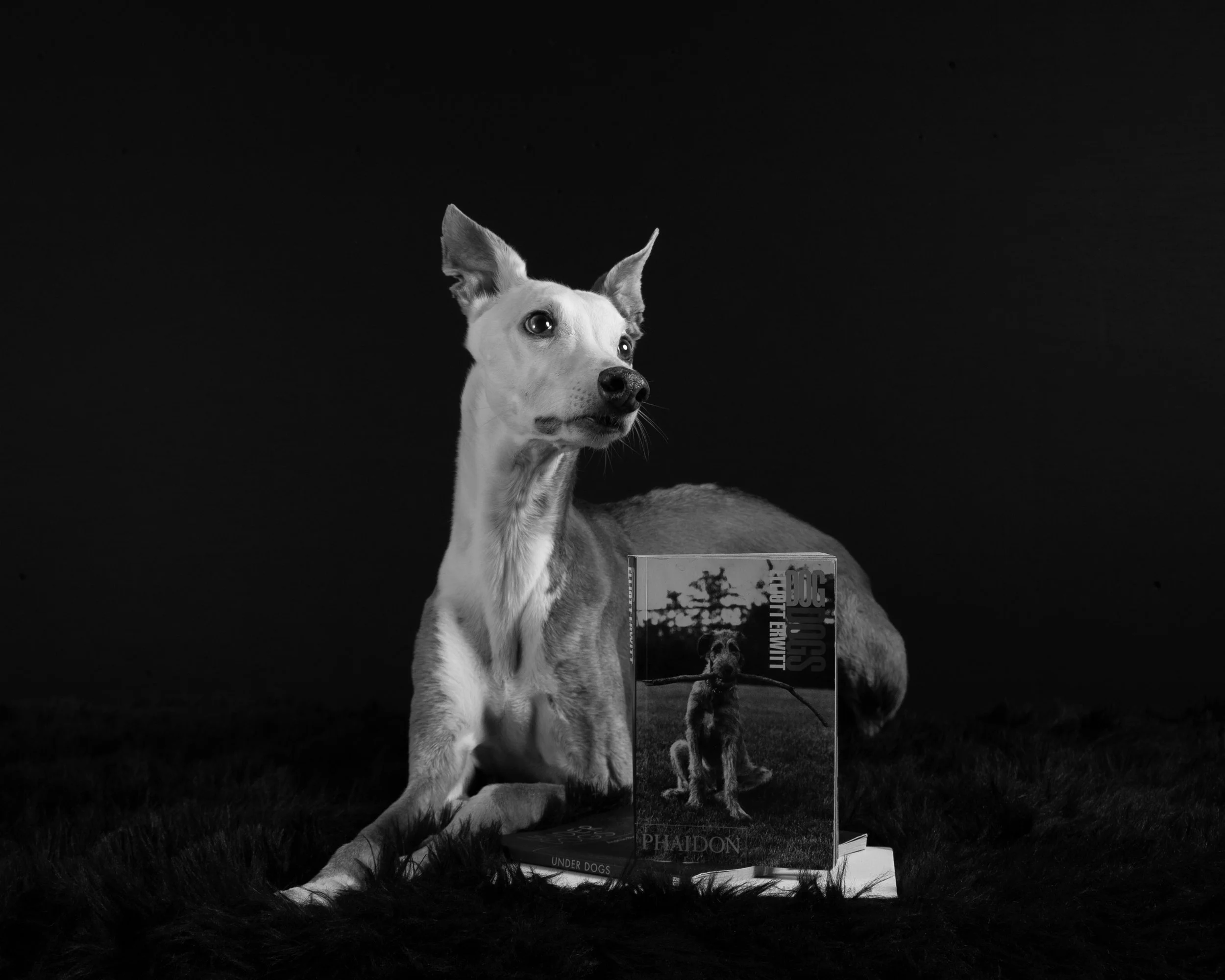 whippet, slough studio, Berkshire, Buckinghamshire, Stoke Poges, Pet Photography