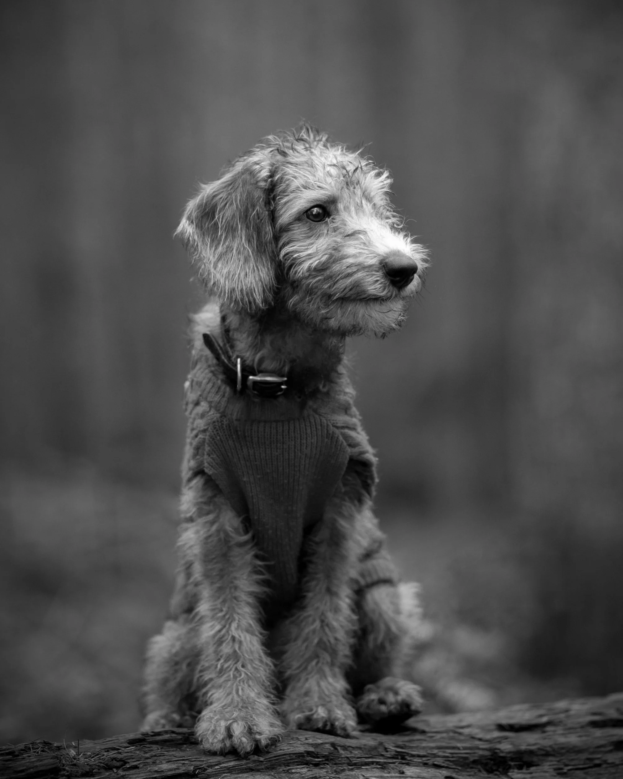 Bedlington Whippet, Dog & Me Photography Experience at Black Park, best friend experience, Buckinghamshire, Pet photographer, pet photography, 