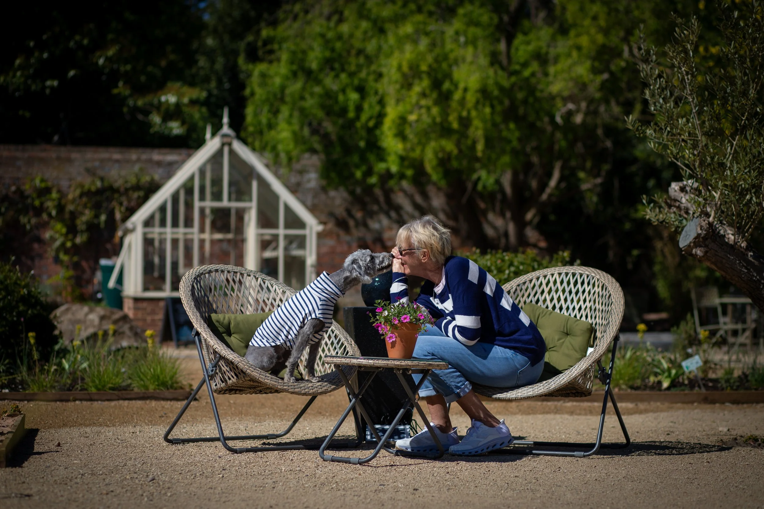 Bedlington Whippet, Dog & Me Photography Experience at Crocus, best friend experience, Dorney, Berkshire, Buckinghamshire, Pet photographer, pet photography, 