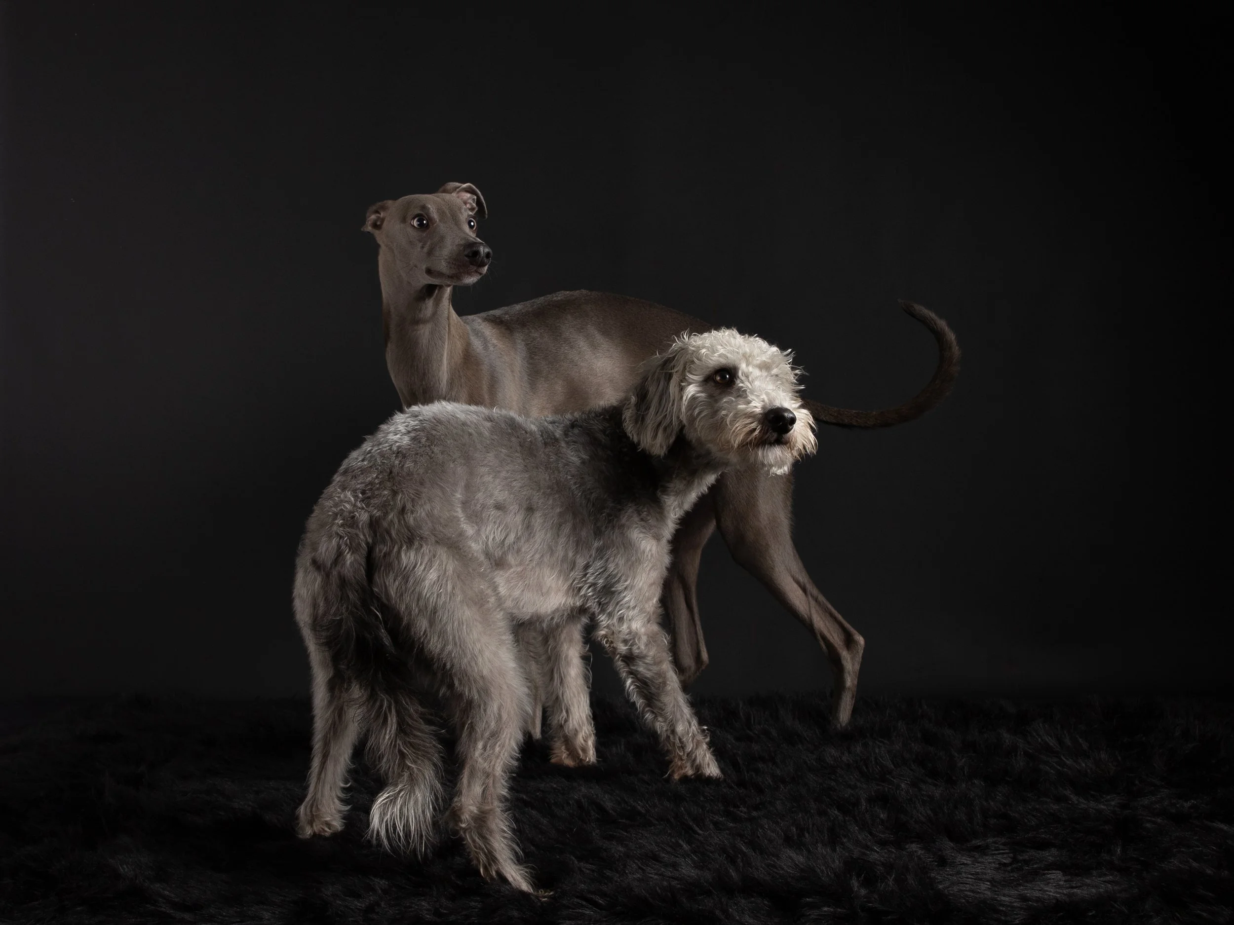 Whippet, Bedlington Whippet, Slough Studio, Berkshire, Buckinghamshire, Stoke Poges, Pet Photography, Dog Photographer