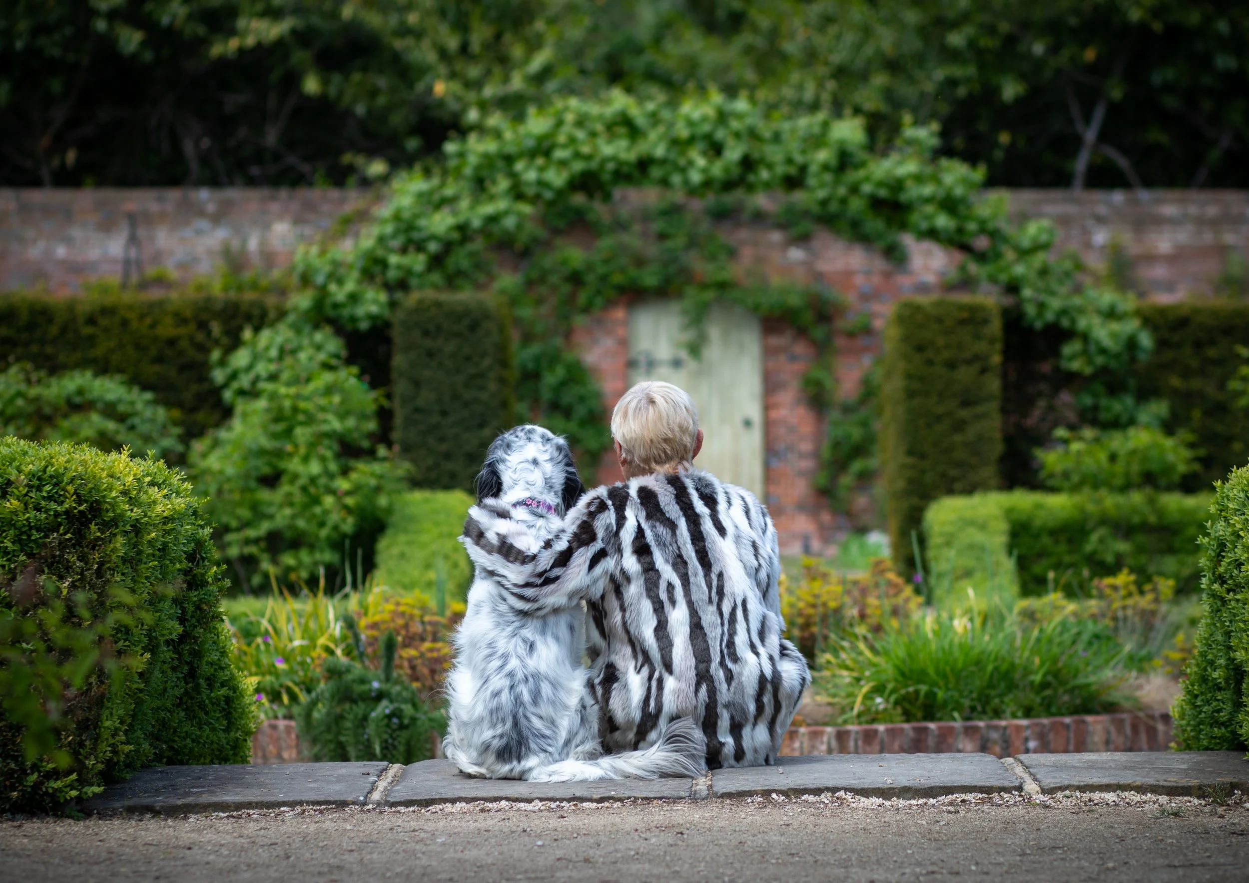 English Setter, Dog & Me Photography Experience at Crocus, best friend experience, Dorney, Berkshire, Buckinghamshire, Dog photographer, Dog photography, 