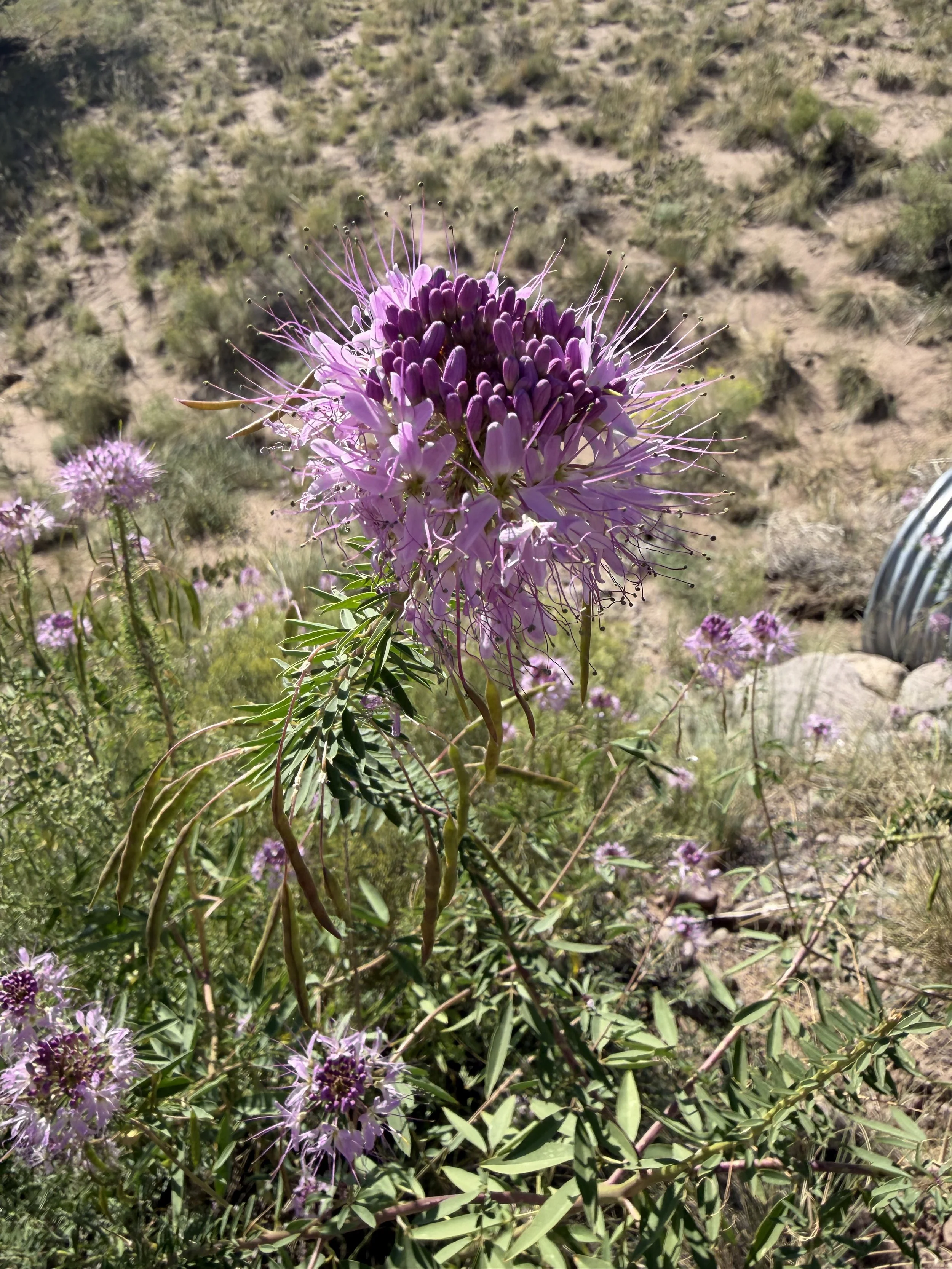 IMG_9762.jpeg