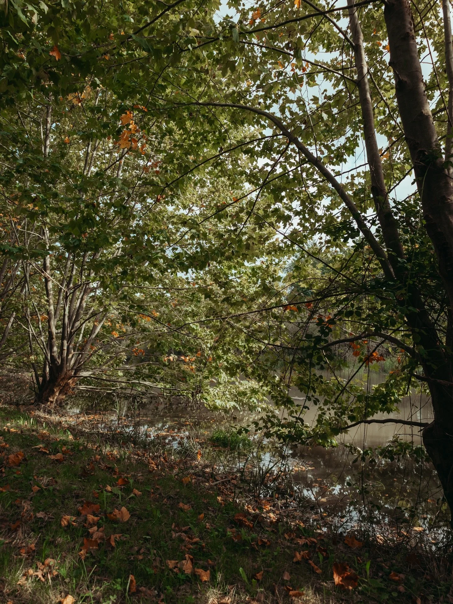 🌿 Pause d&eacute;tente au bord de l&rsquo;Adour 

#nature #naturephotography #paysbasque #natureisart #photographie