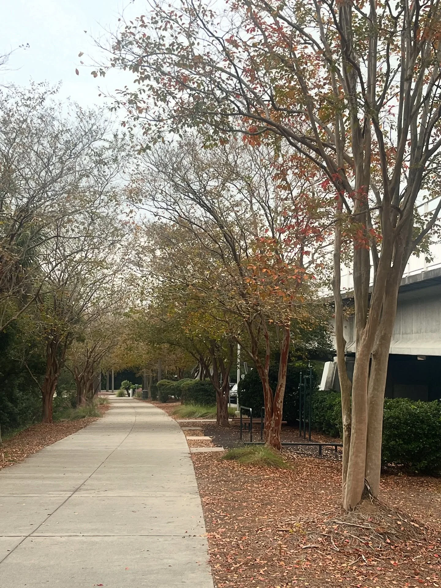 #fall #fallinthelowcountry #lowcountry