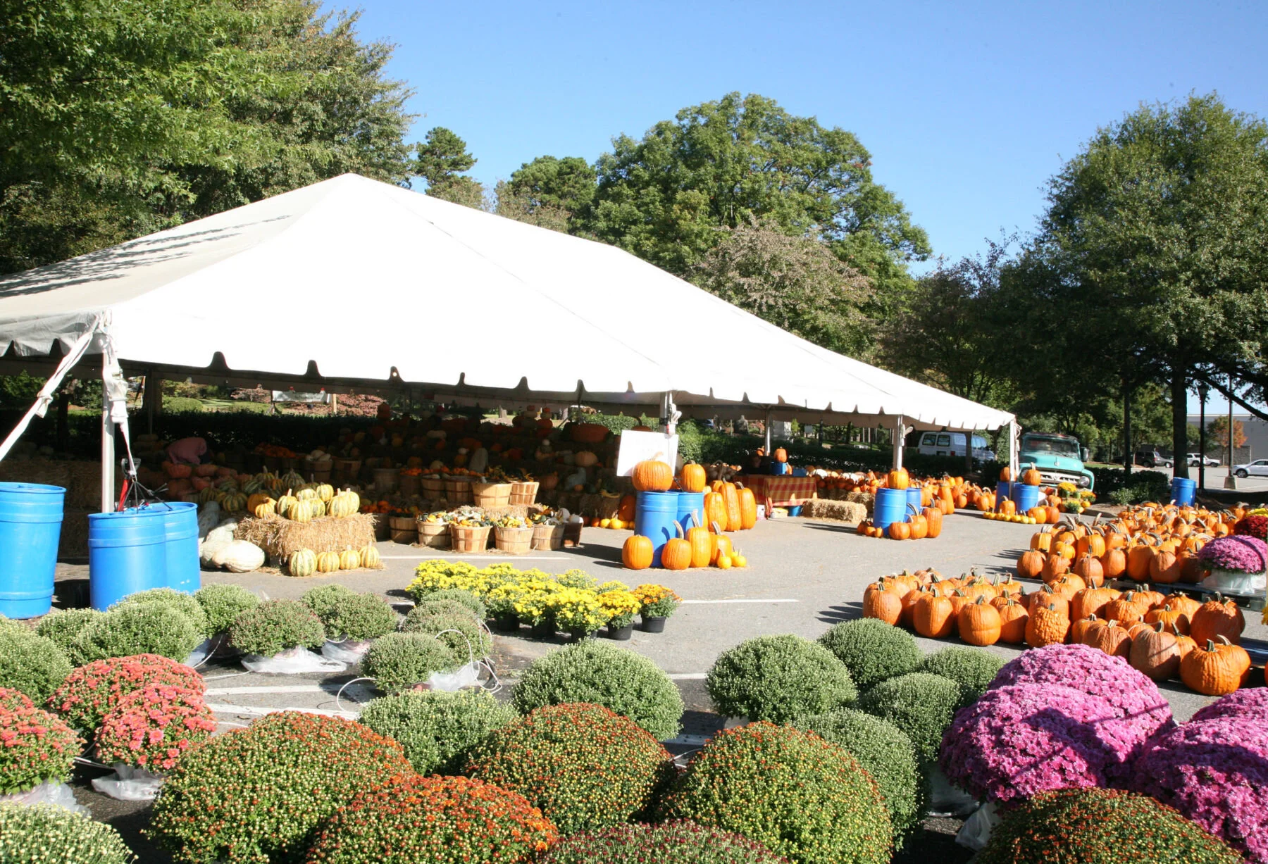 Shepherd's Way Farms Pumpkin & Mum Lot is Now Open