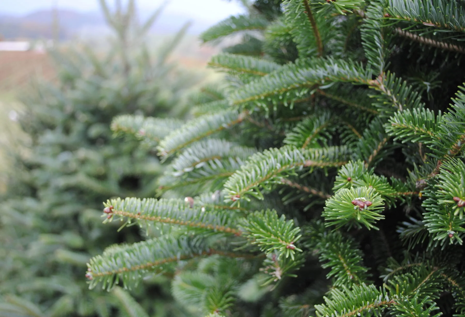 Creating a Meaningful Holiday Experience at North Hills