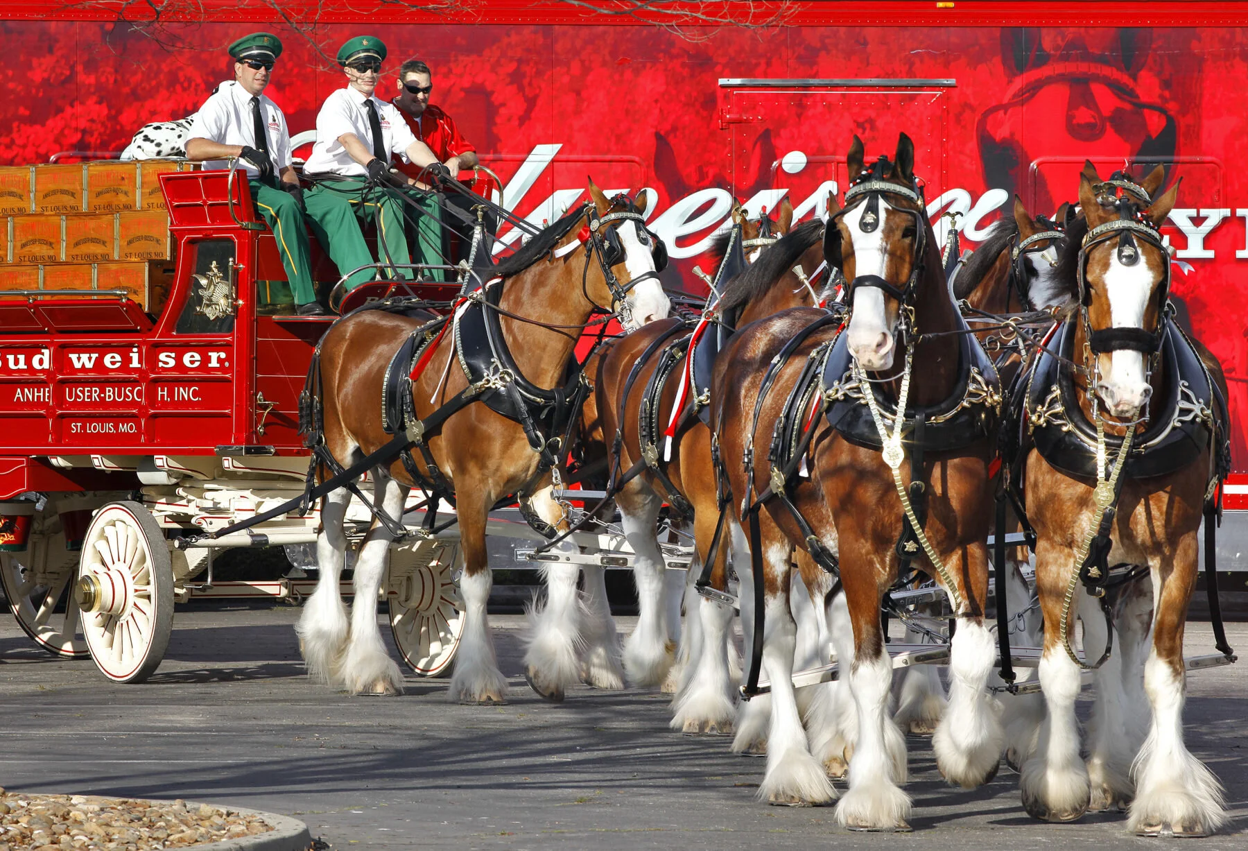 Budweiser Clydesdales & OSMR band are Part of Veterans Day Event