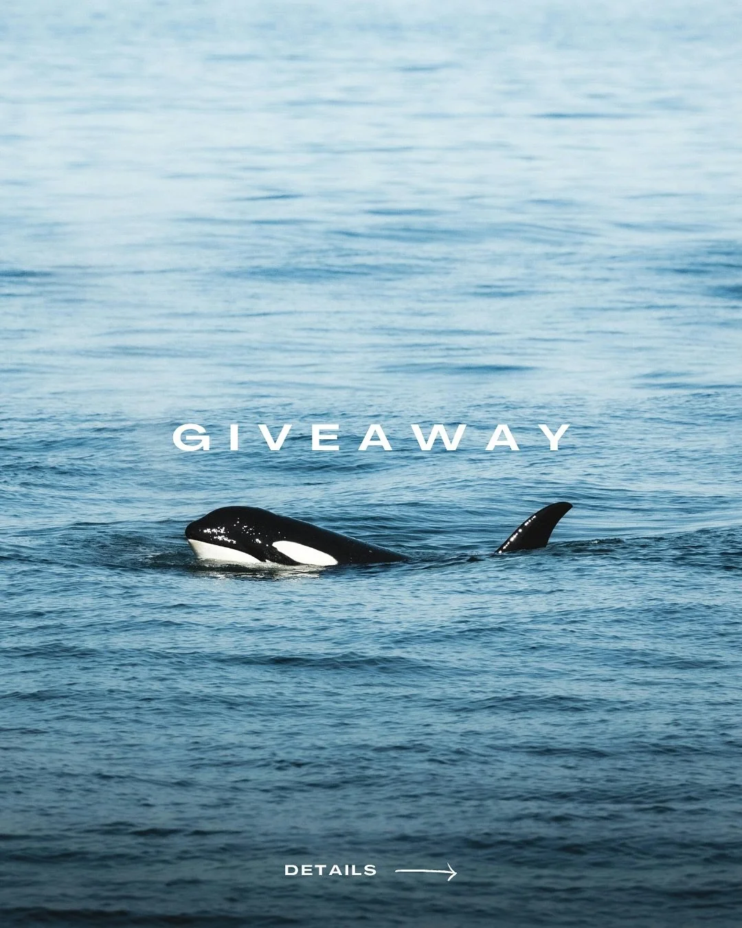 The Orca Collective GIVEAWAY is open!
Visit all 3 venues for a chance to win a basket of orca-themed art.

What you could win:
Orca framed art print by @saltairdesignco 
Orca keychain by @moe.and.syd
Orca mug by @clarewilkening.ceramics
Orca stickers