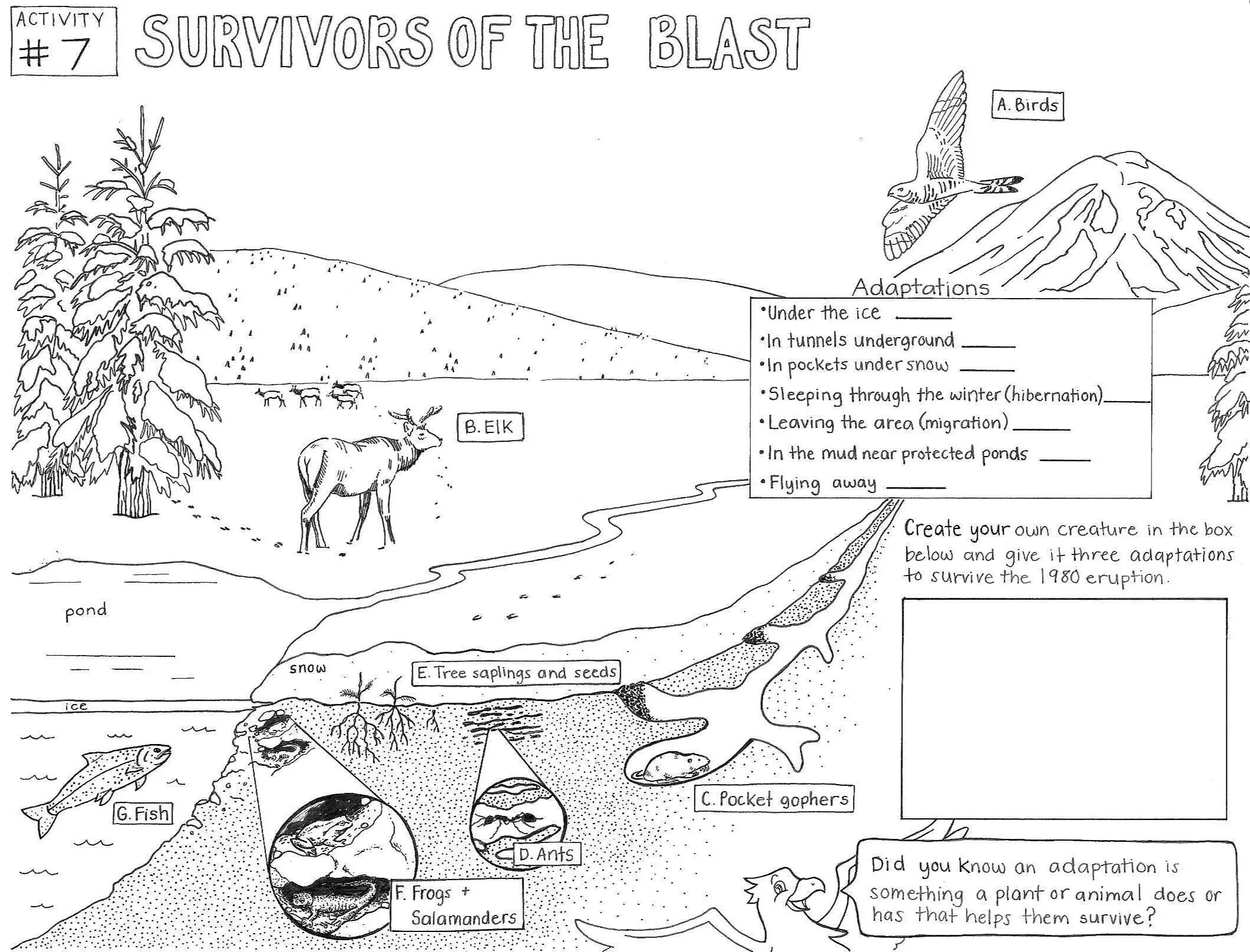 Junior Volcano Explorer page 9-10