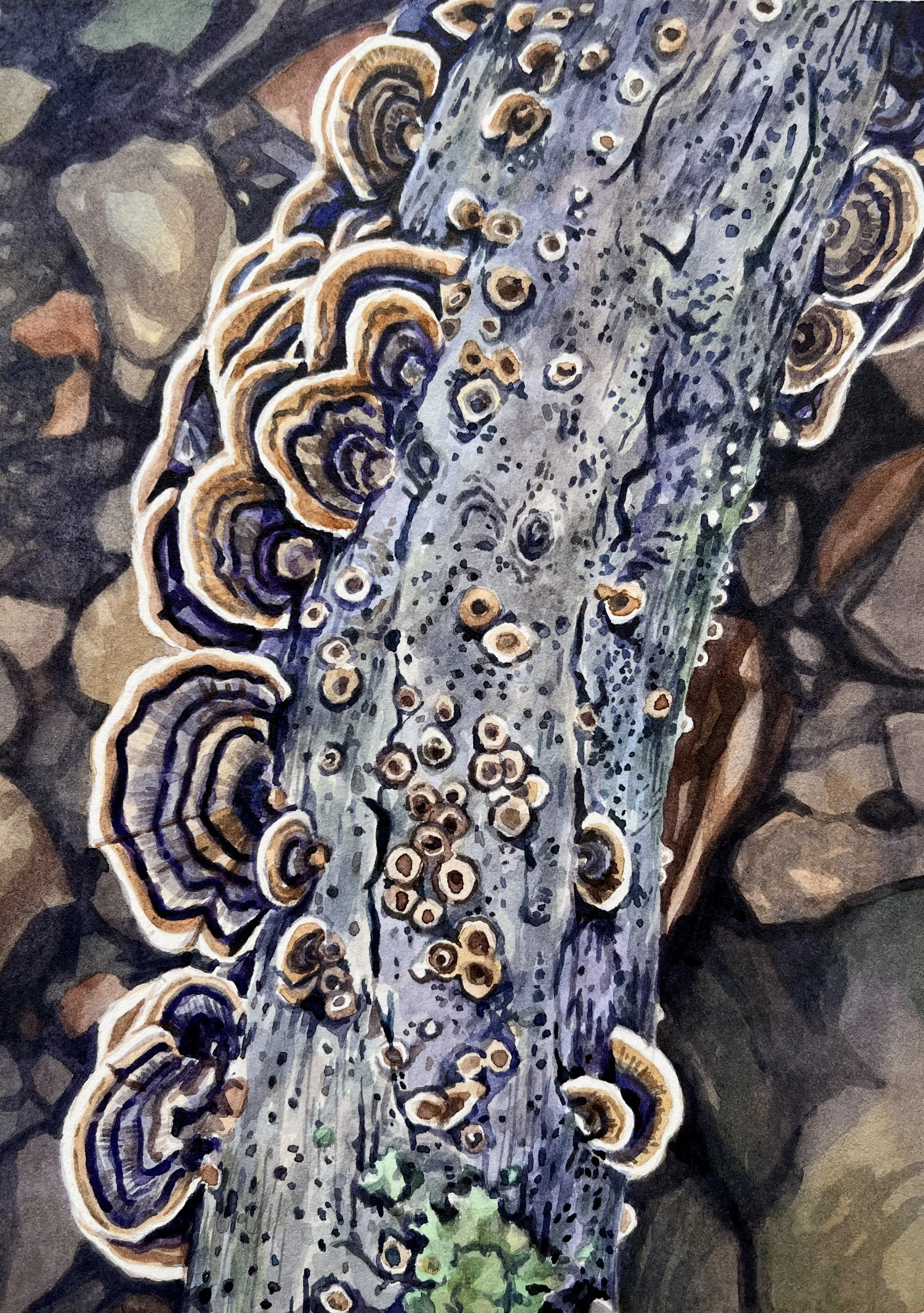 Turkey Tail Mushrooms, 12"x9", watercolor