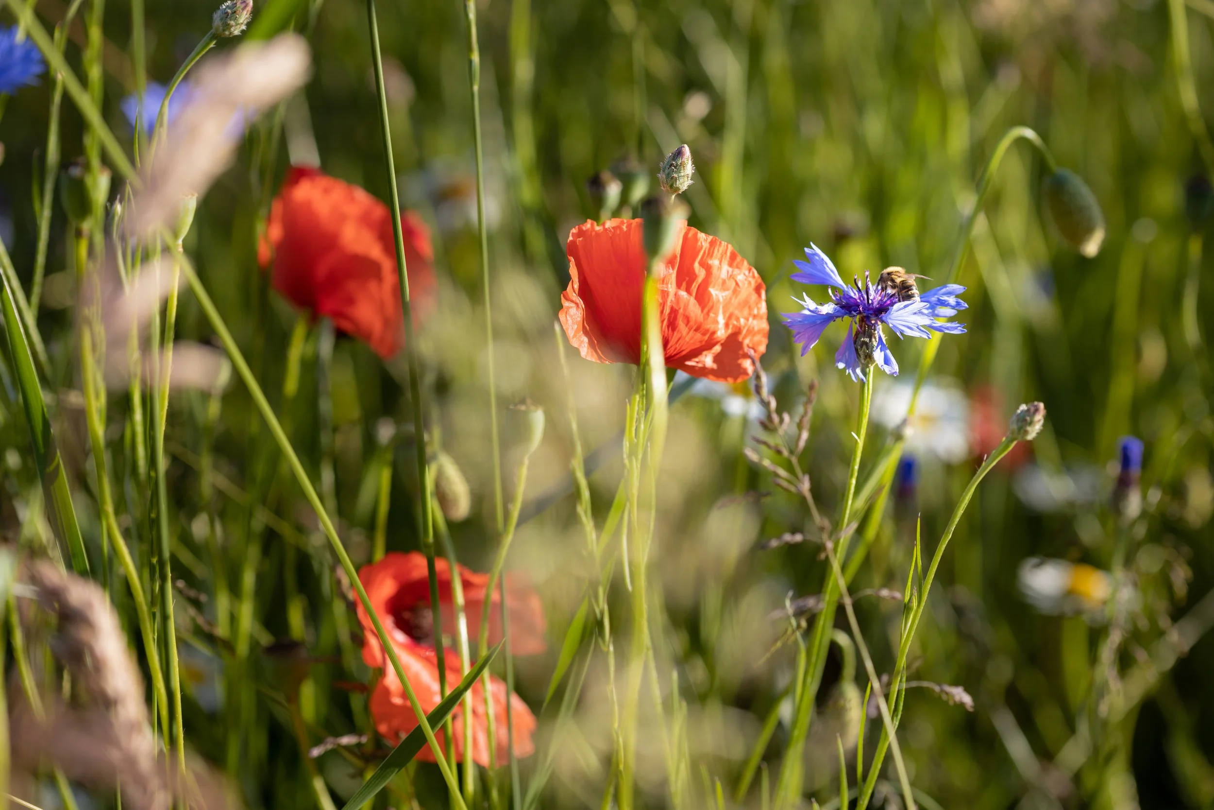 Biodiversité et entreprises : nouveau programme de financement au Québec