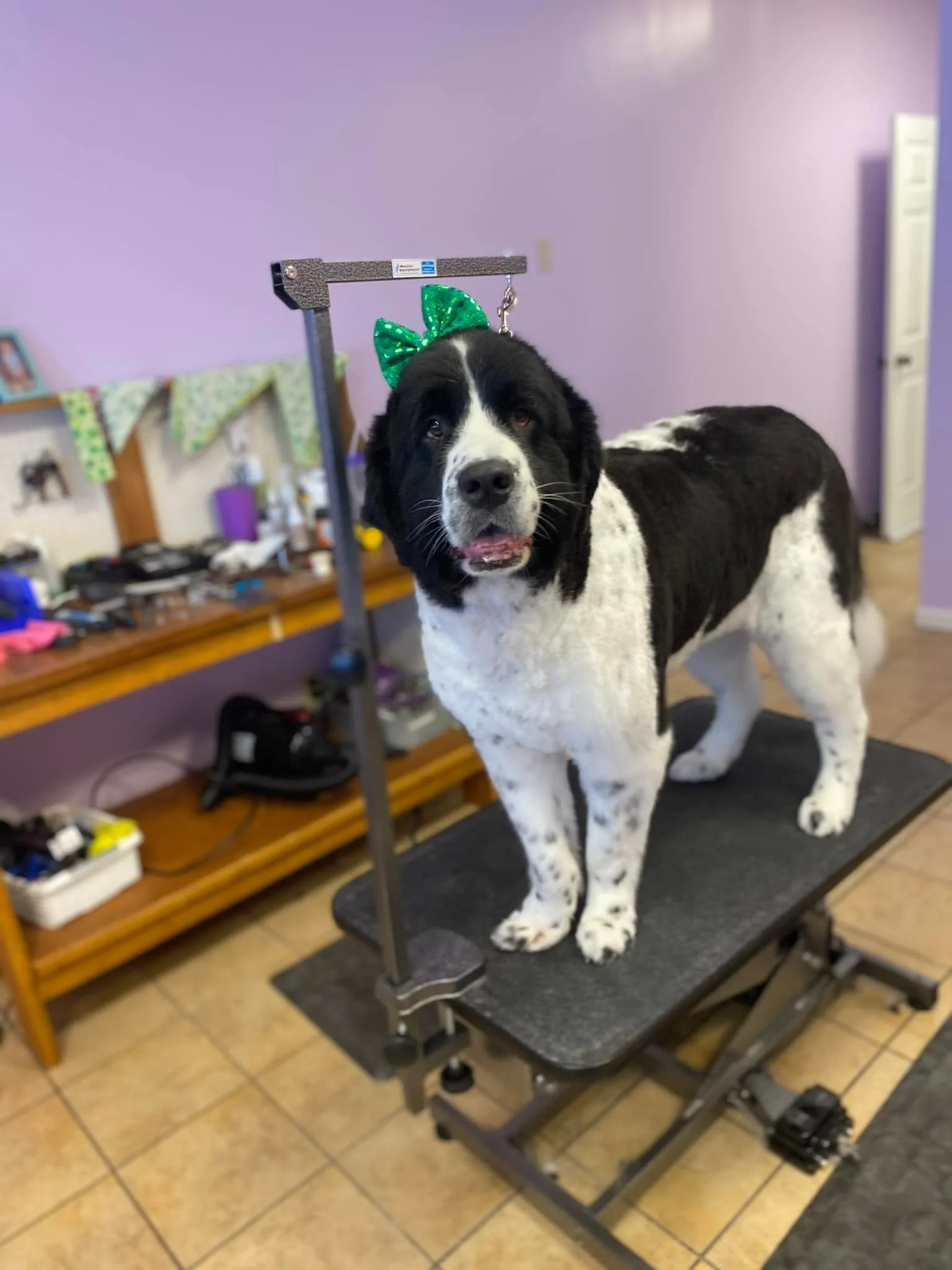 Shear Canine Pet Spa