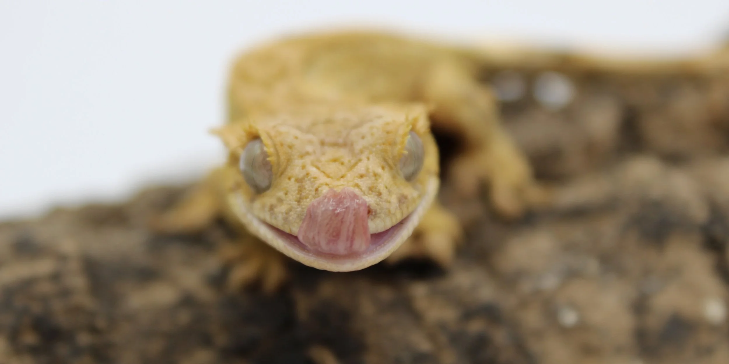 Sweet Scales Reptiles