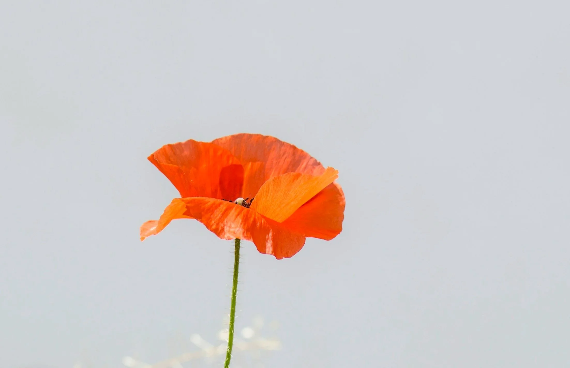 A single orange poppy flower with delicate petals and a green stem against a plain light gray background.
