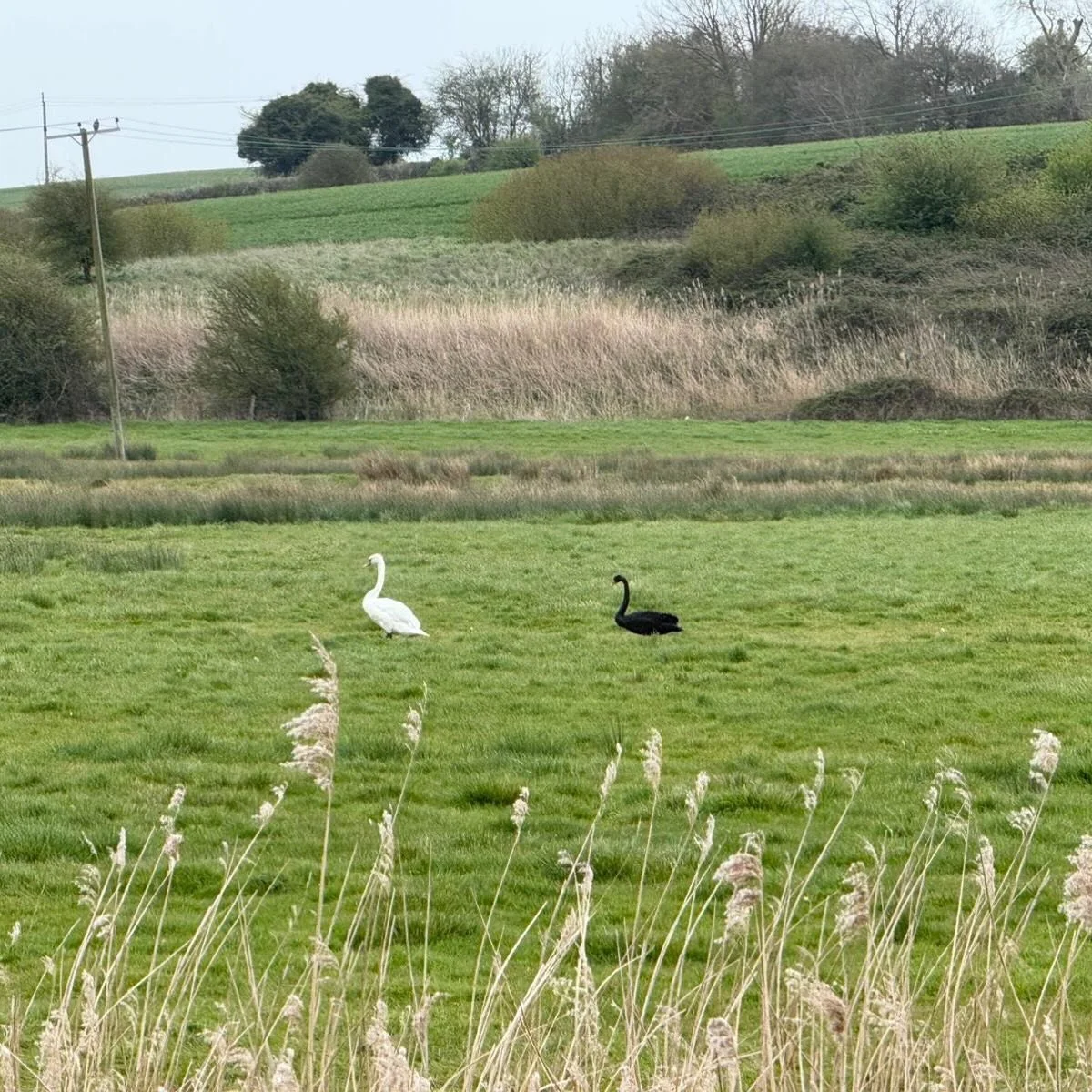 A rare sighting 🖤

One of our brilliant volunteers recently spotted a black swan at the Cockhut!

Black swans aren&rsquo;t native to the UK (they originate from Australia), but small numbers live here in the wild, often having escaped from collectio