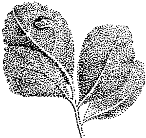 leaf(1).png