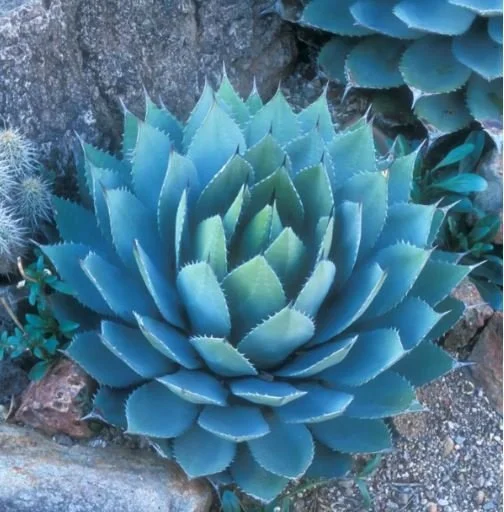 Artichoke Agave.JPG