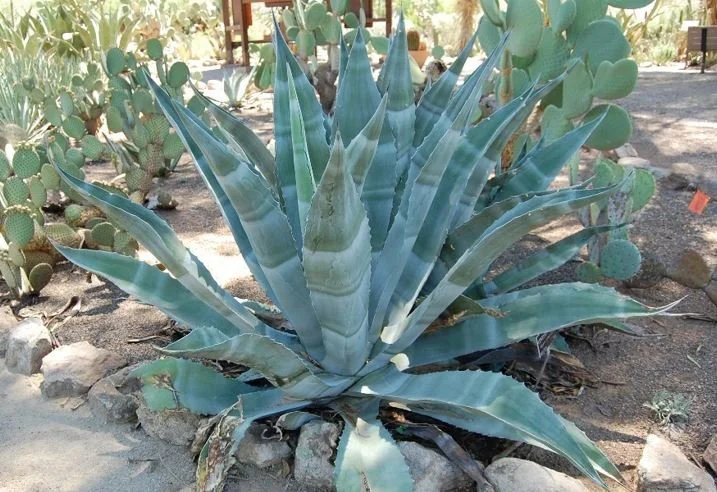 Century plant avage.JPG