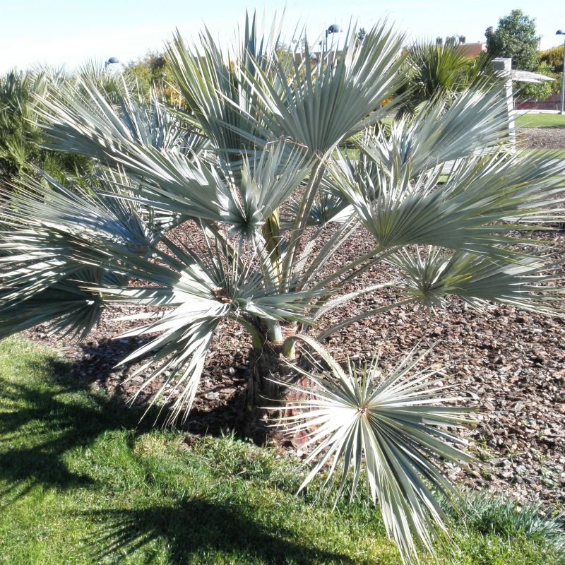 mexicanBlueFanPalm1.jpg