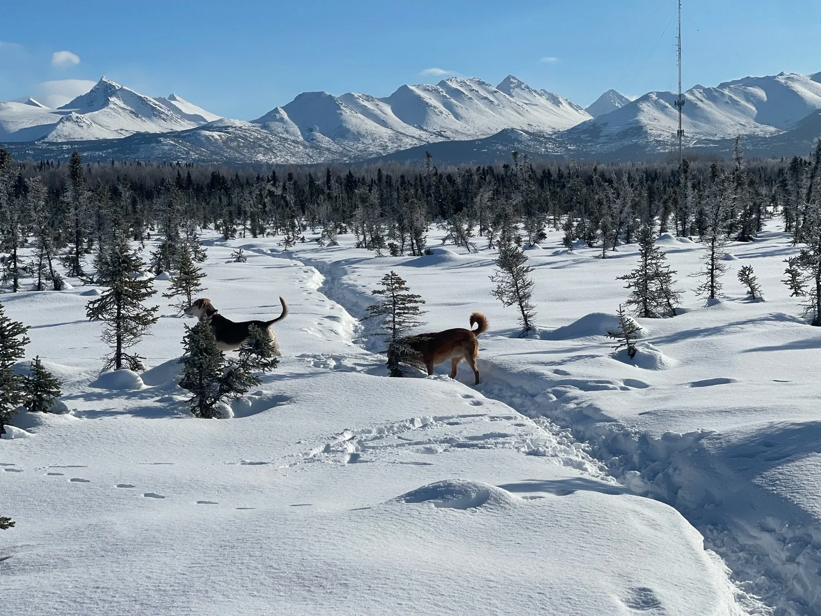 Alaska Adoption Services Staff2.jpeg