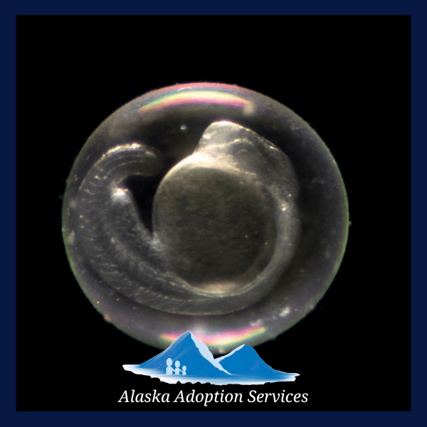 Embryo Adoption Program in Alaska