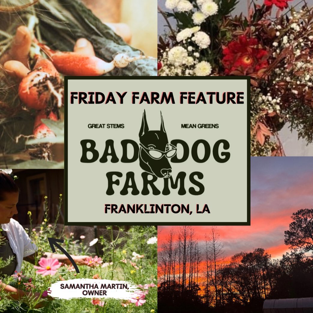 Friday Farm Feature!

One Friday of the month, Sugar Roots Farm will be featuring a local regenerative farm. This Friday we feature @bad_dog_farms , owned and operated by Samantha Martin in Franklinton. LA. 

Bad Dog Farms focuses on cut flowers and 