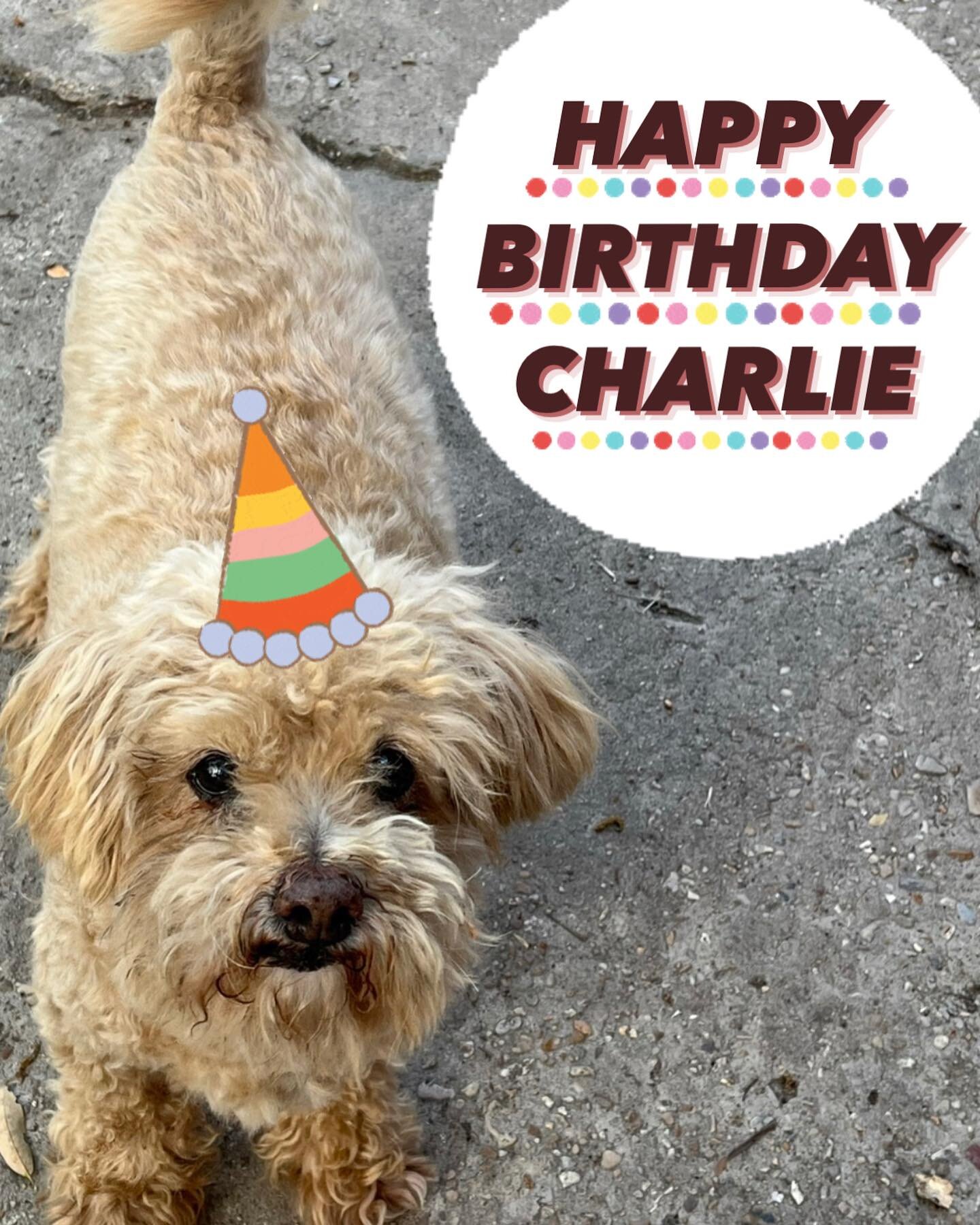 Some farms have collies, or heelers, or great Pyrenees.  At sugar roots, we have Charlie: our loyal poodle. 

Our farm doesn&rsquo;t have cattle herds to move across rangeland or wolf packs to fend off. We&rsquo;re a nonprofit with the goal of growin