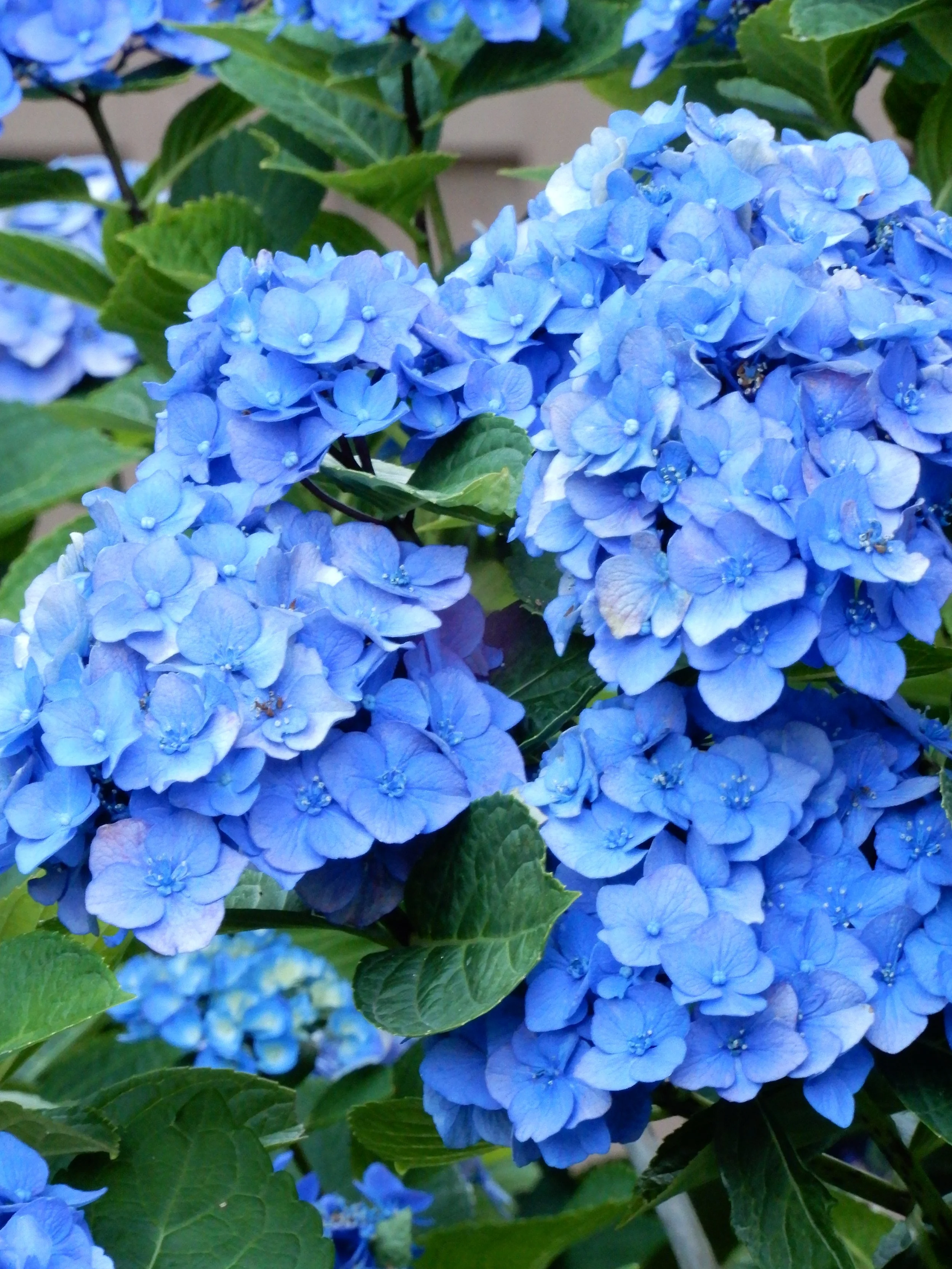 FAQs 2 — Gwynedd Pointe Homeowners Association