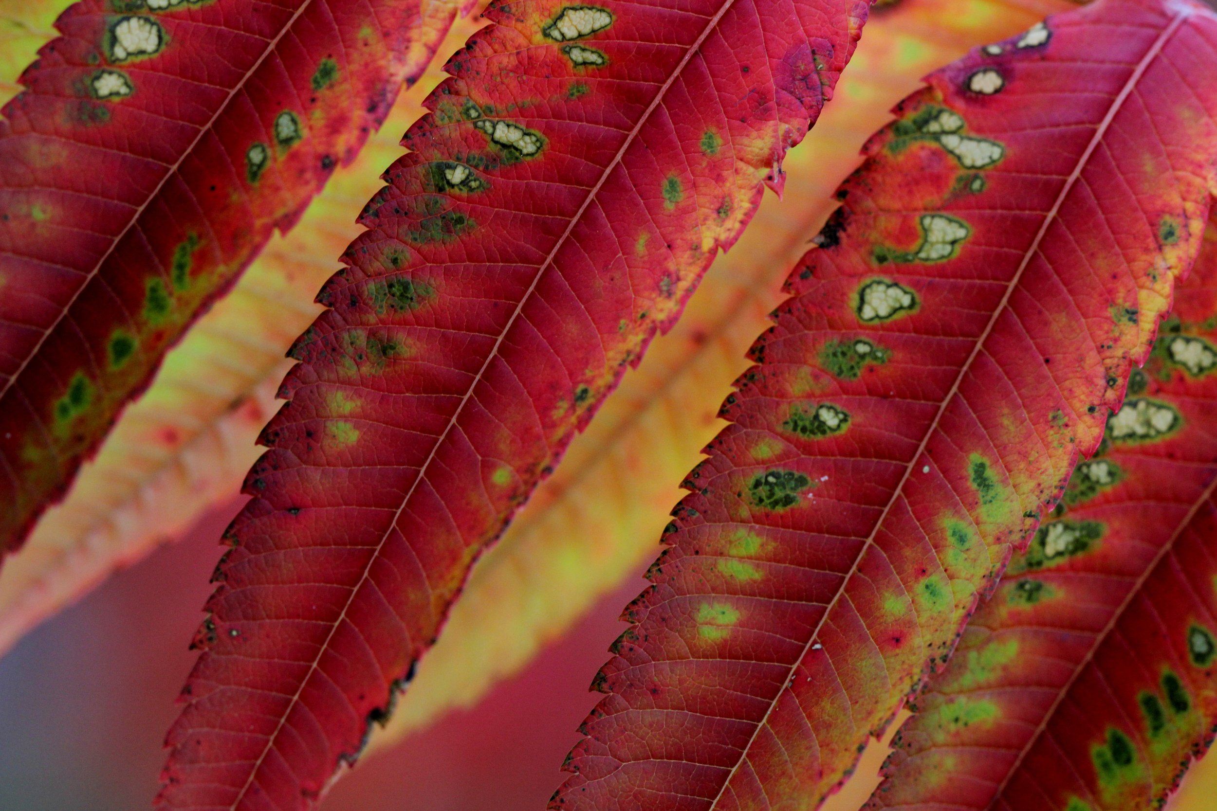 IMG_8817a-Sumac leaves 1.jpg