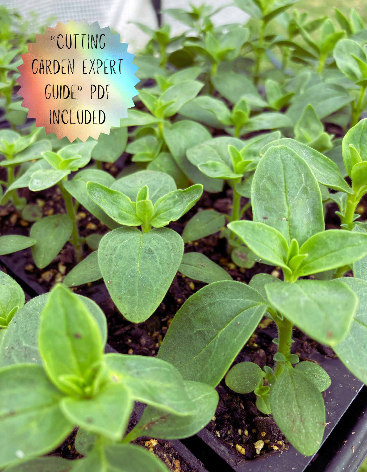 cutting garden expert guide pdf included.png