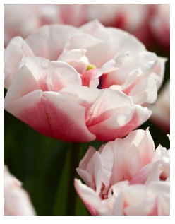 Valentine's Wrapped Tulips