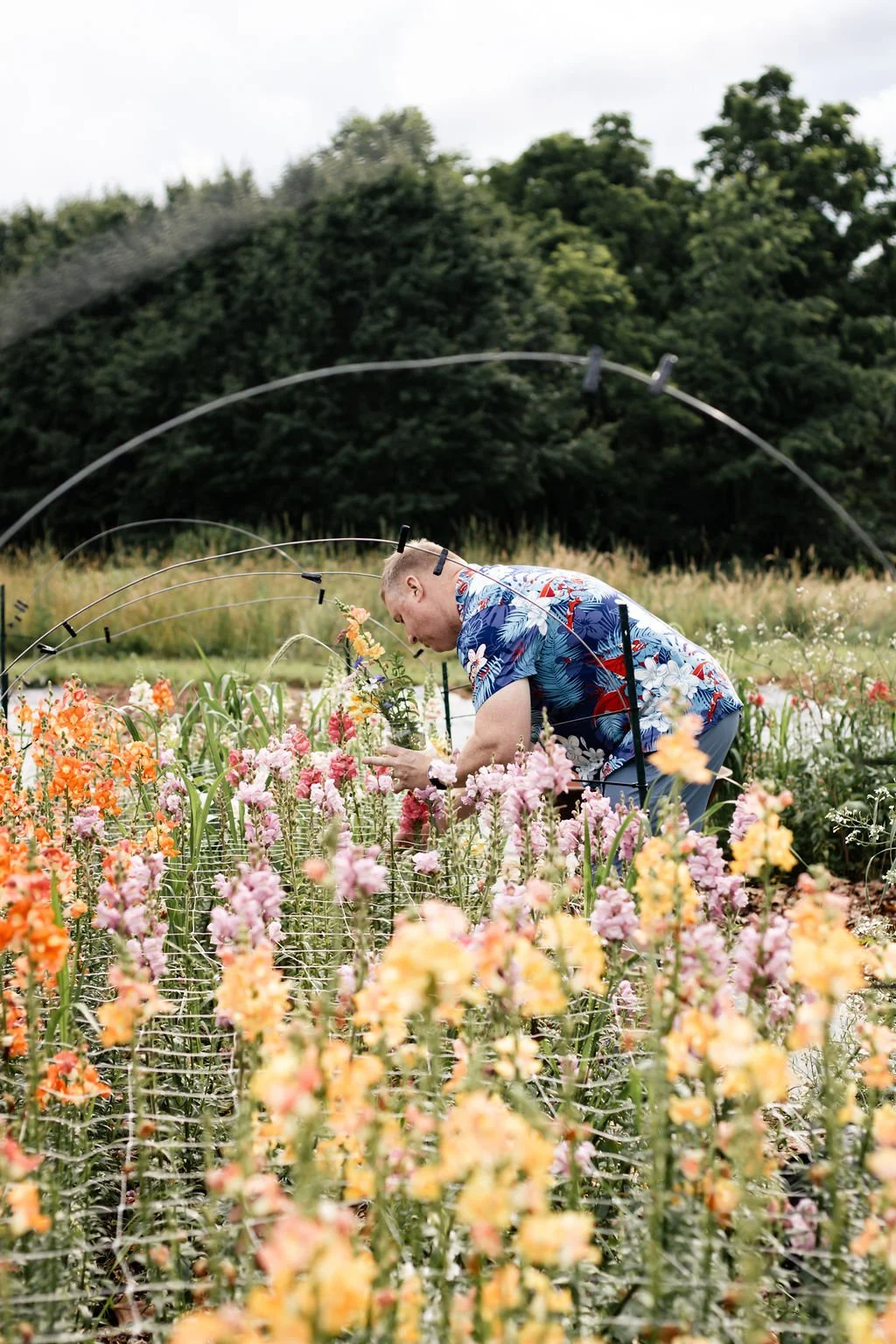 Man picking snapdragons in a U-pick Flowers field.