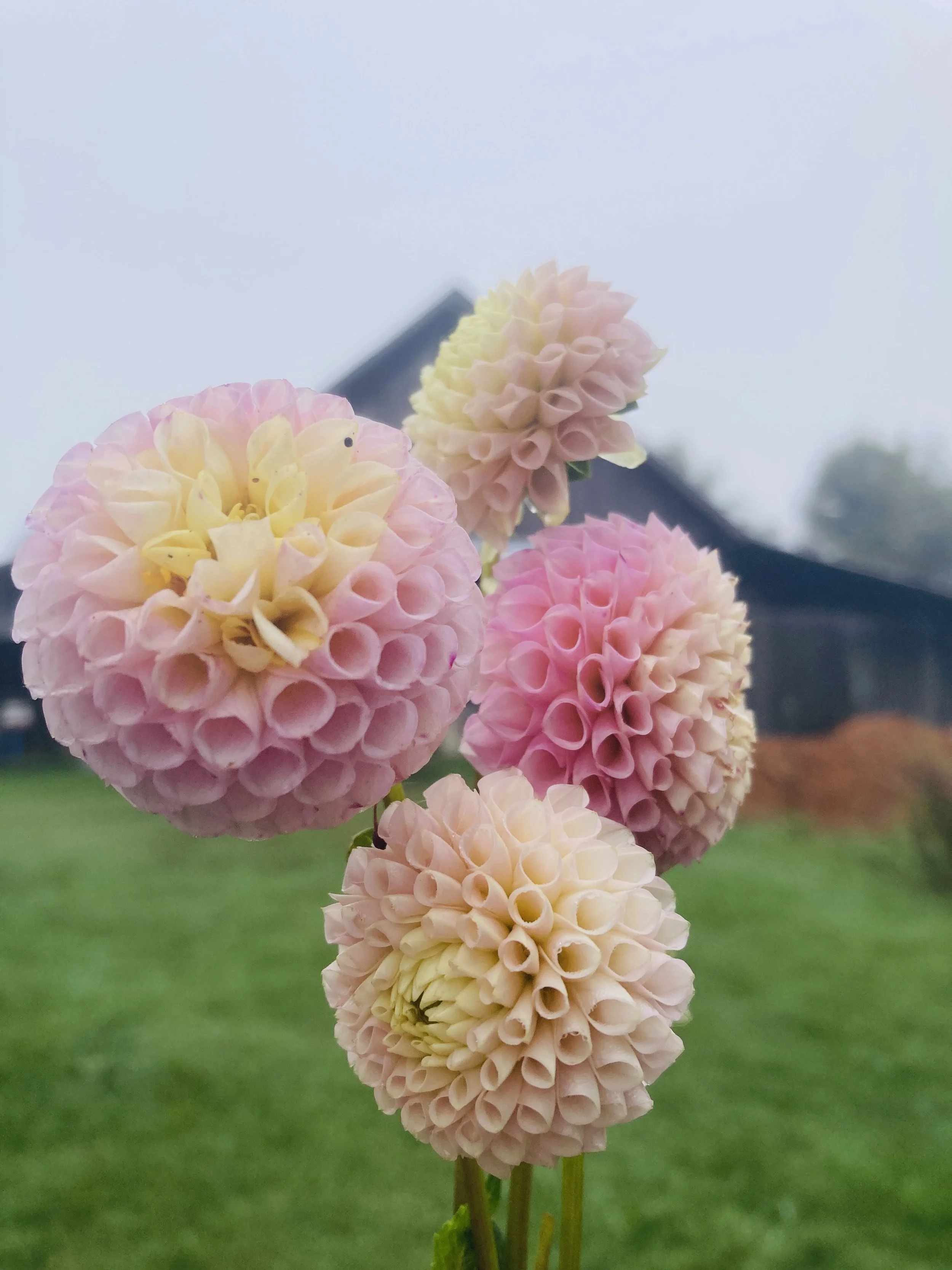 IMG_5772.jpg