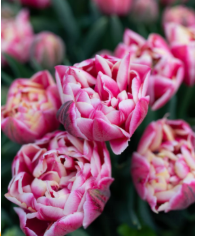 Valentine's Wrapped Tulips