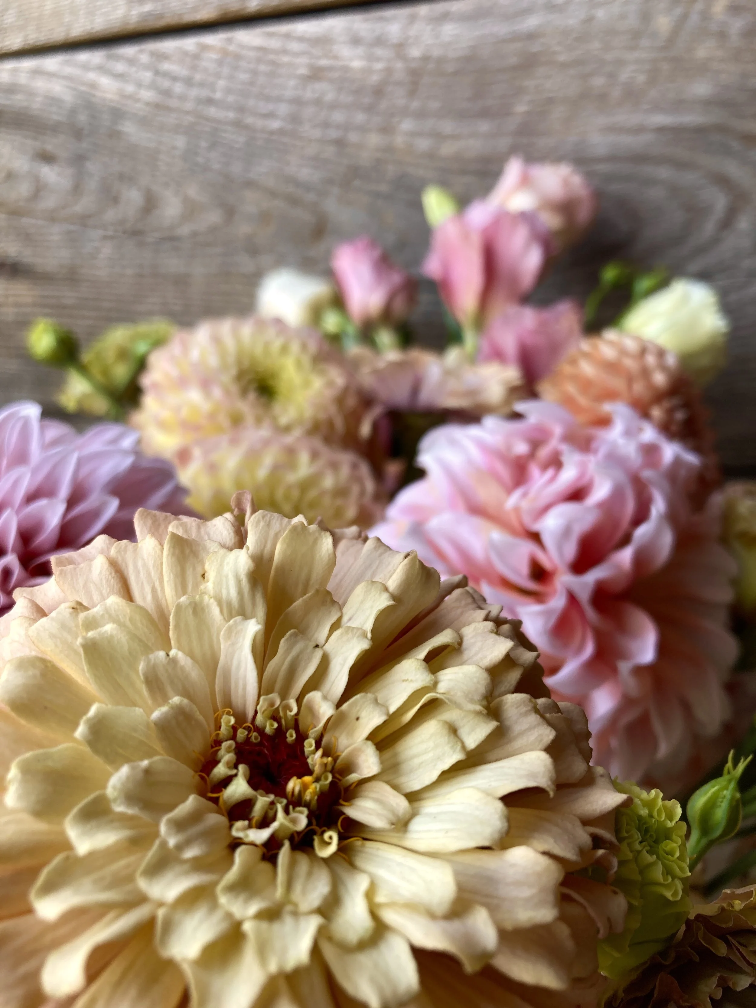 Detailed close-up of locally grown zinnias, dahlias and lisianthus for wedding designs in East Tennessee, Southwest Virginia, and Western North Carolina.