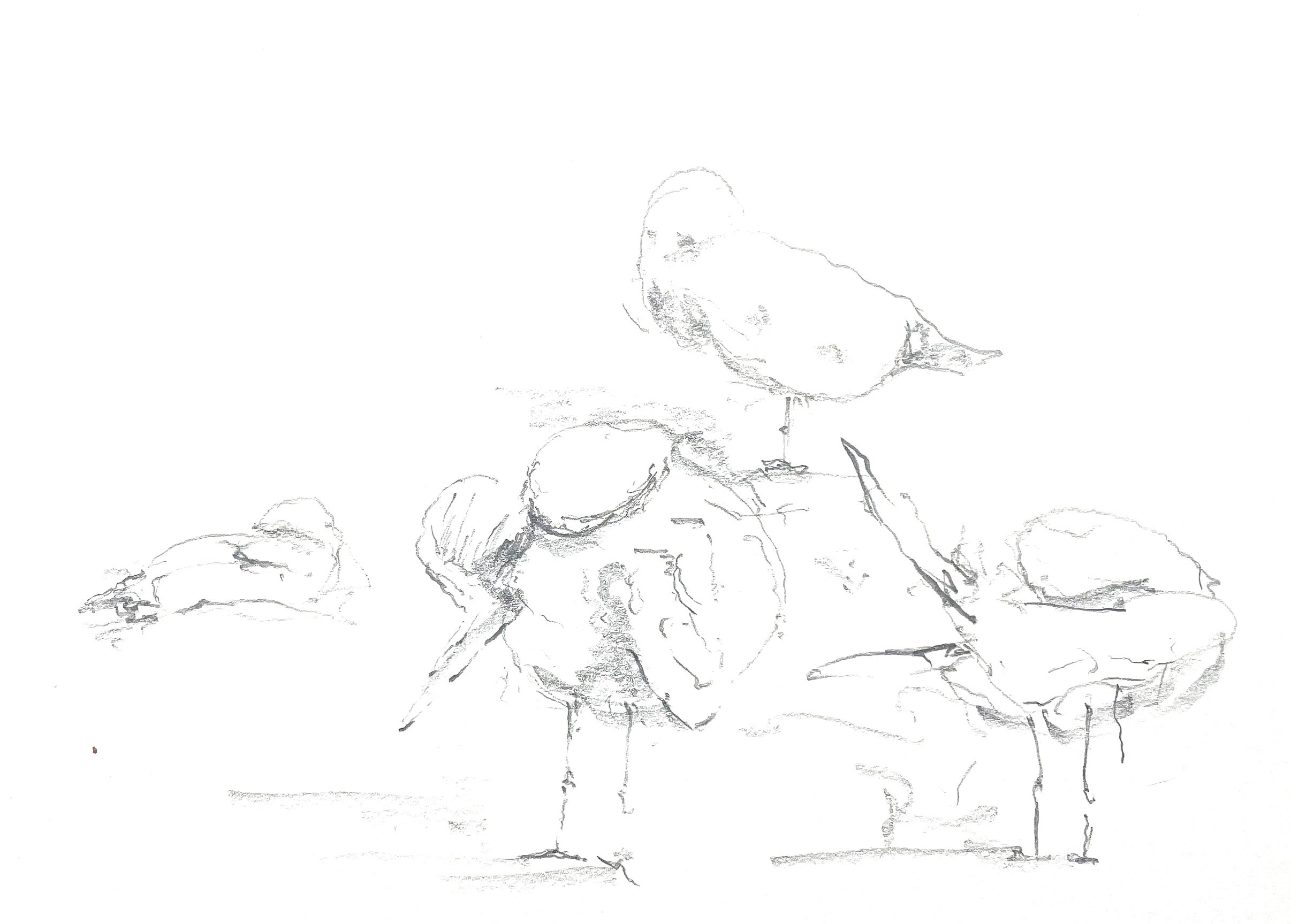 Shore birds - 14.11.19