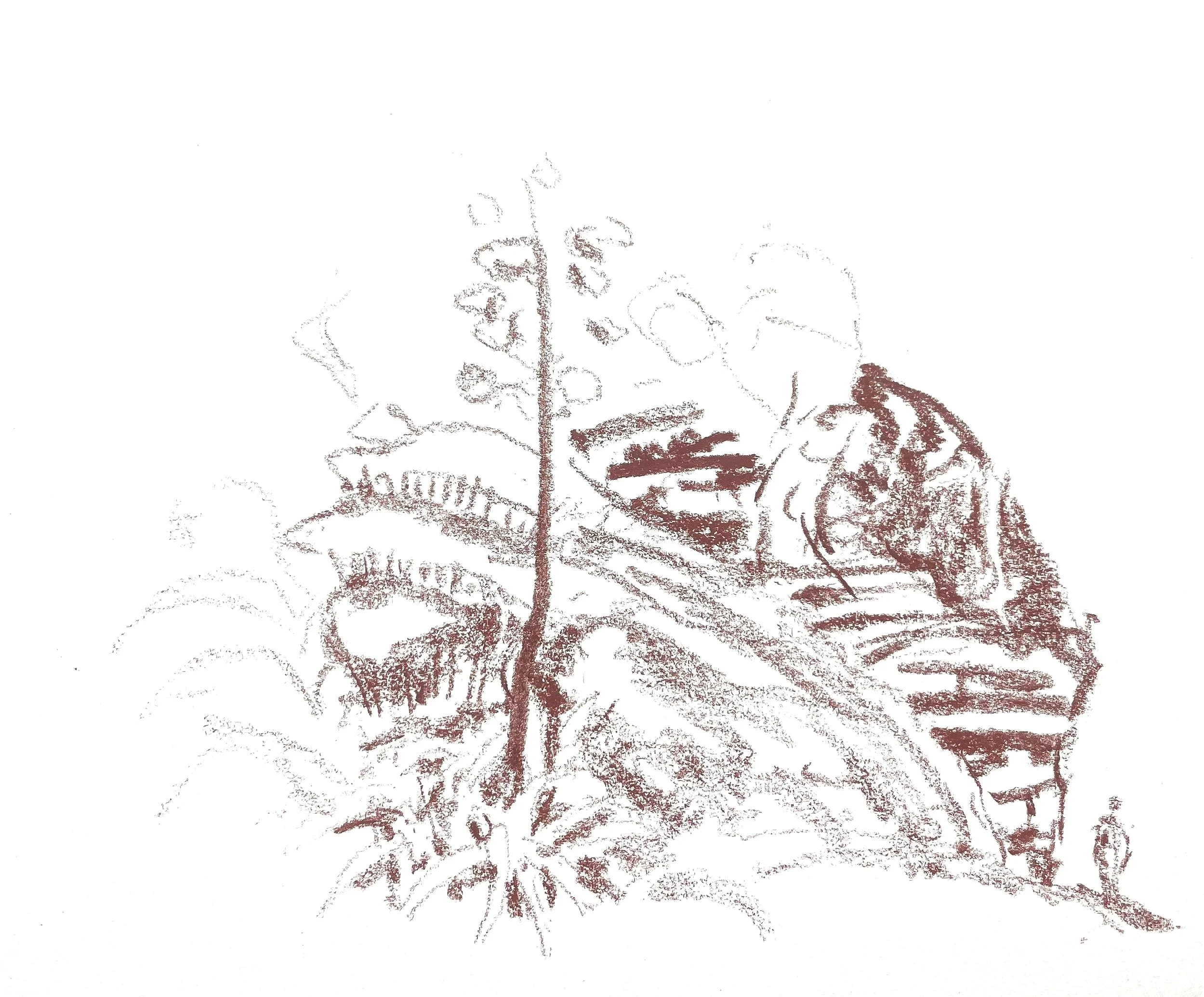 Coastal heath and cliff