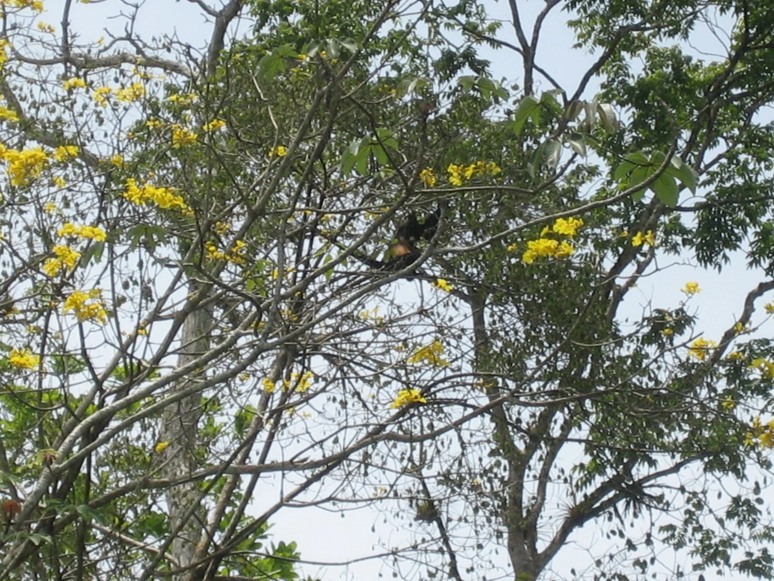 IMG_7087.JPG
