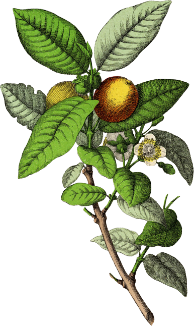 1819Green US/UK Page