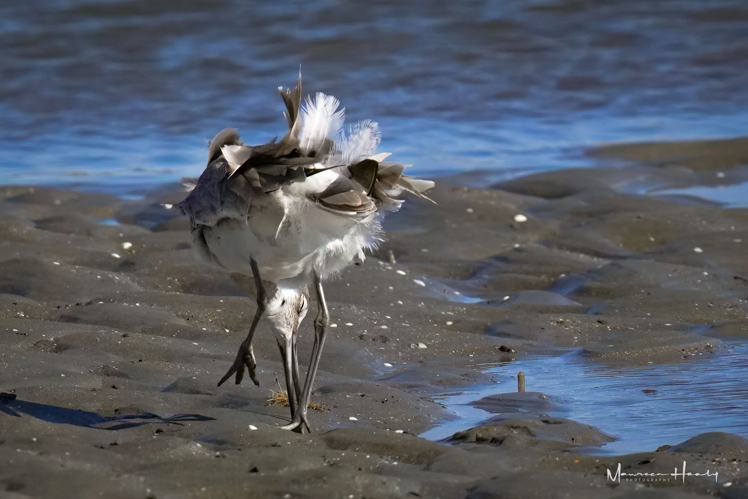 Windblown Willet