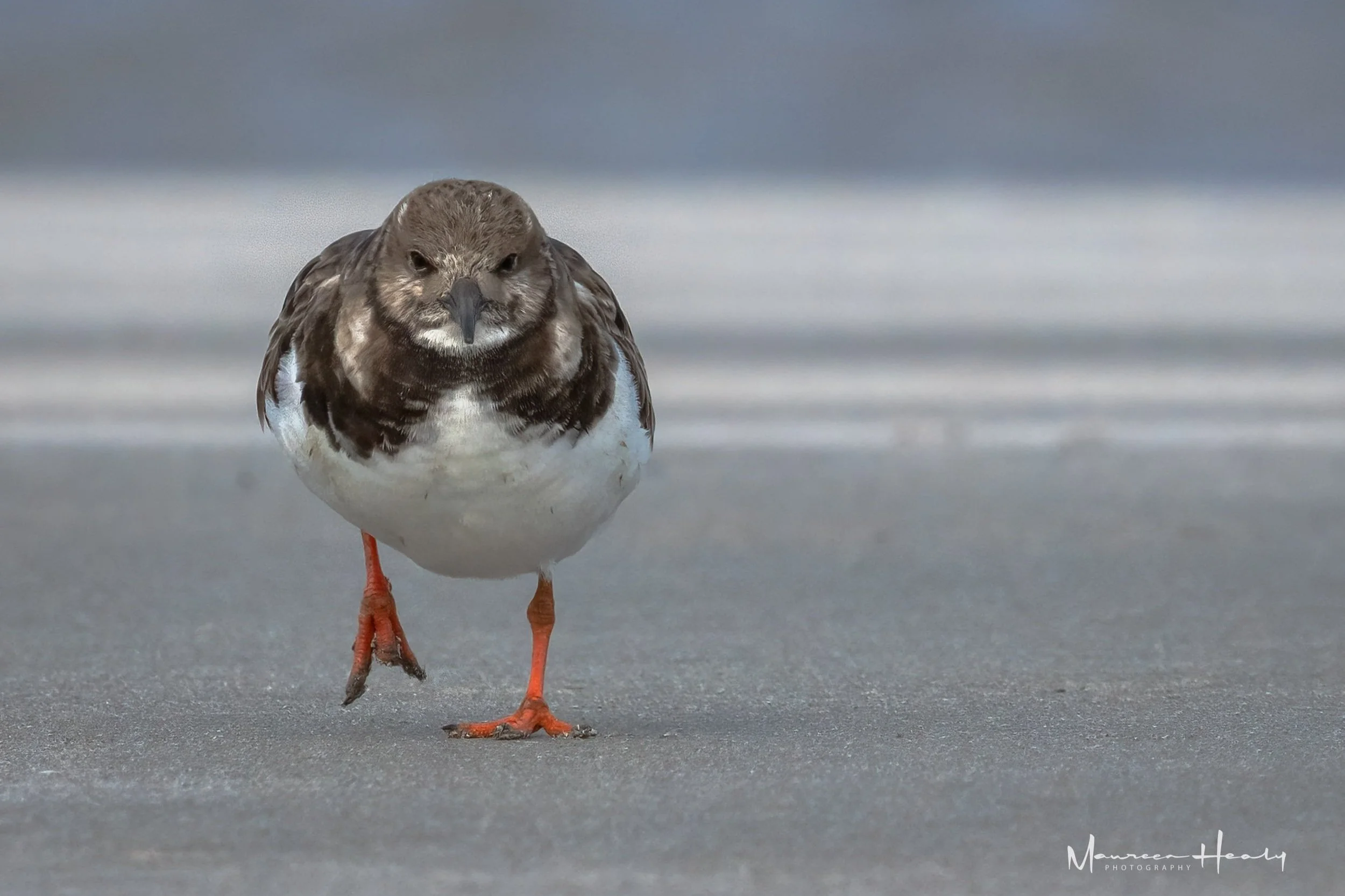 Ruddy Turnstone