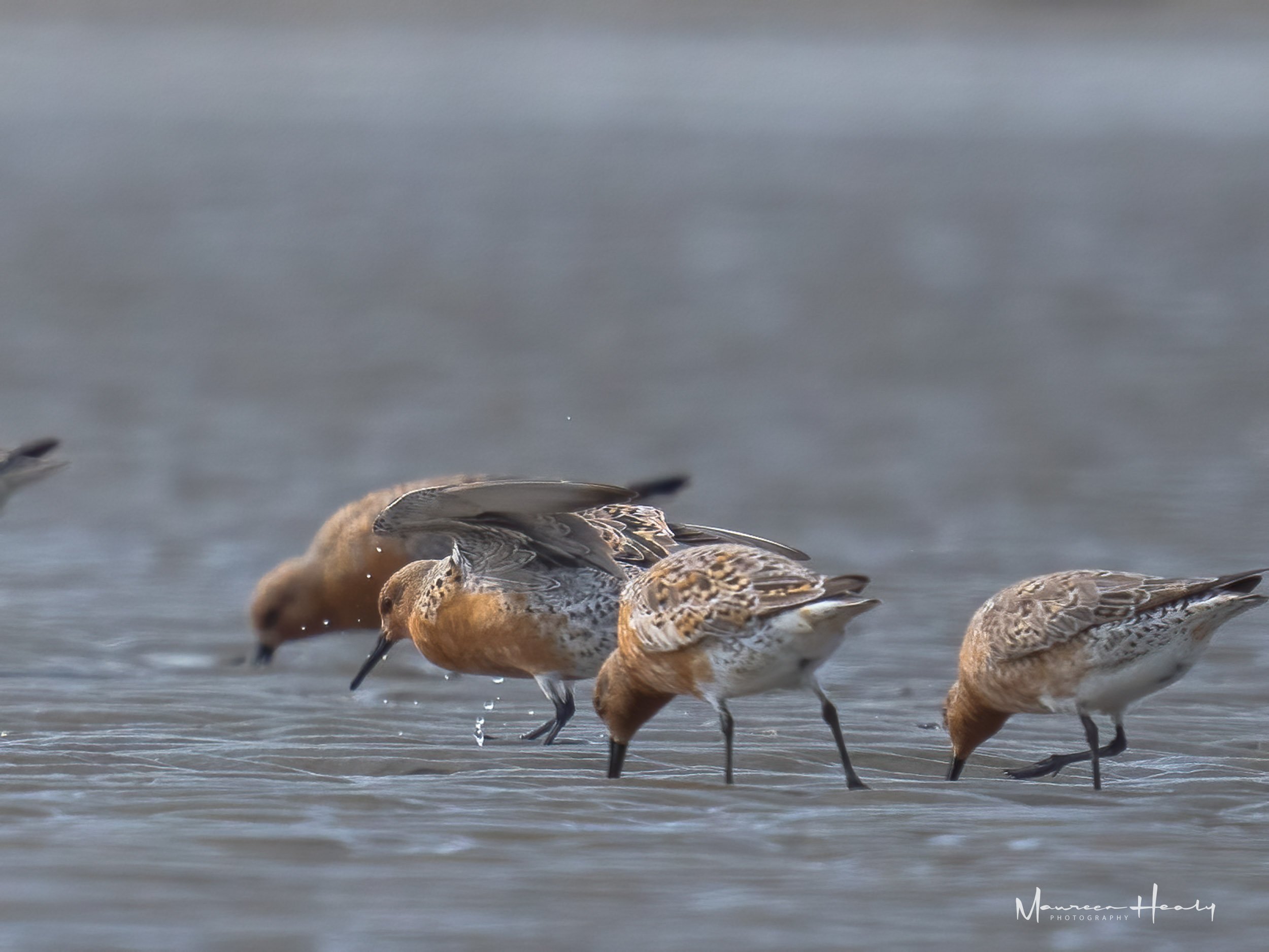 Red Knot Dining