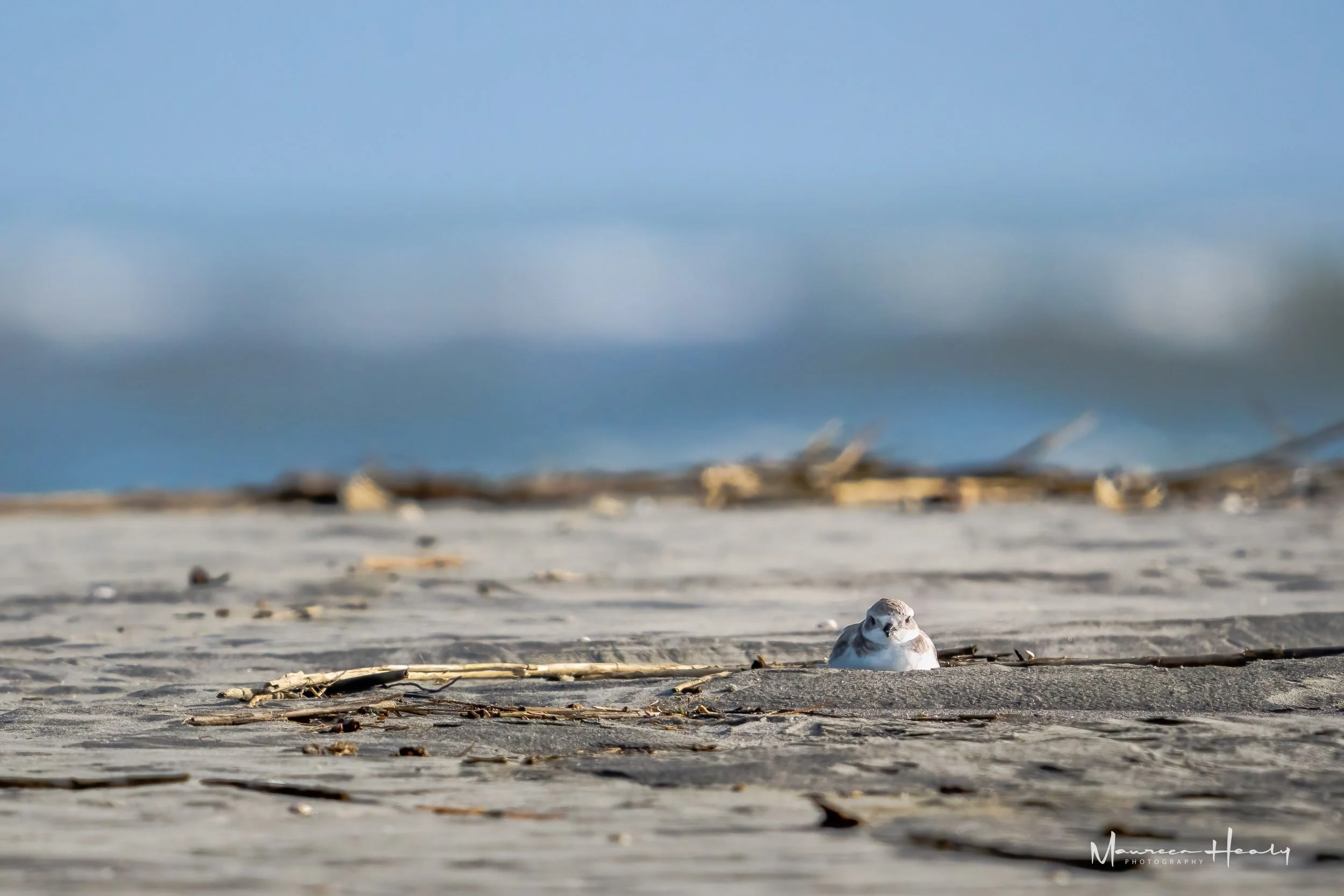 Peaceful Plover