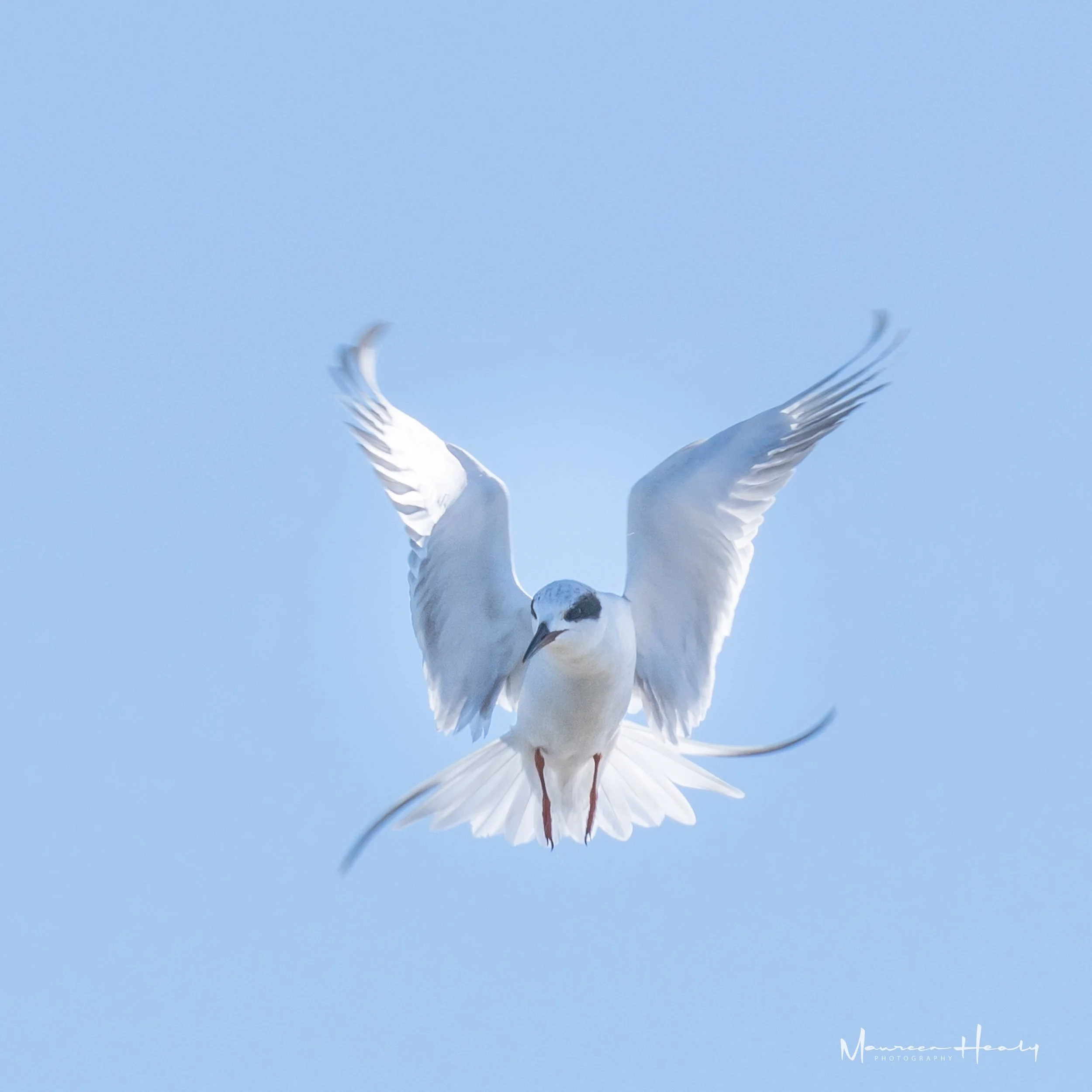 Angel Gull